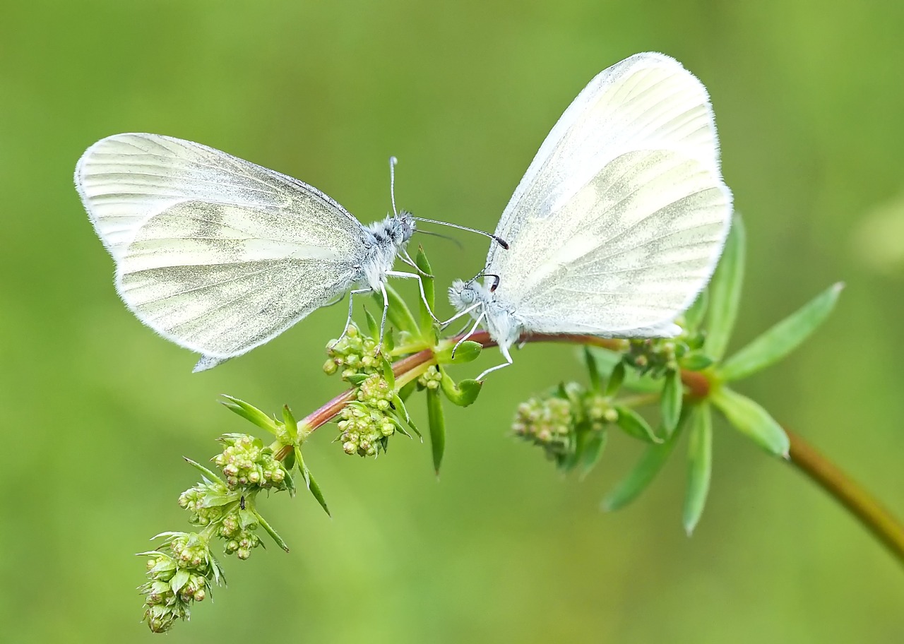 insect nature live free photo