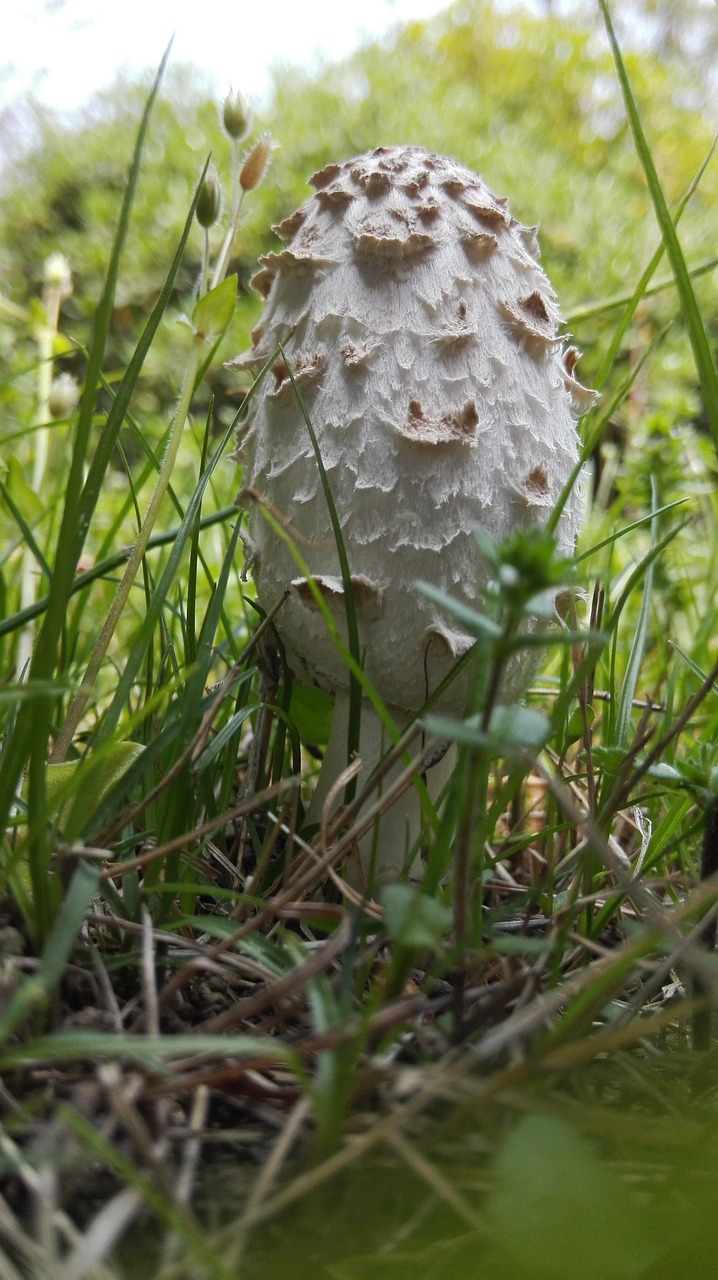 tall mushroom grass free photo