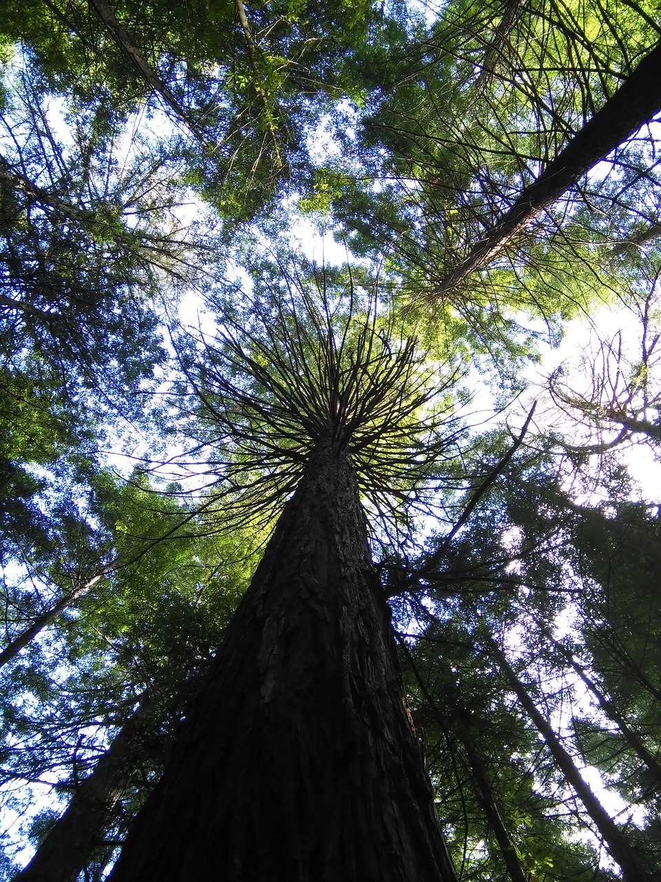 tall trees nature free photo