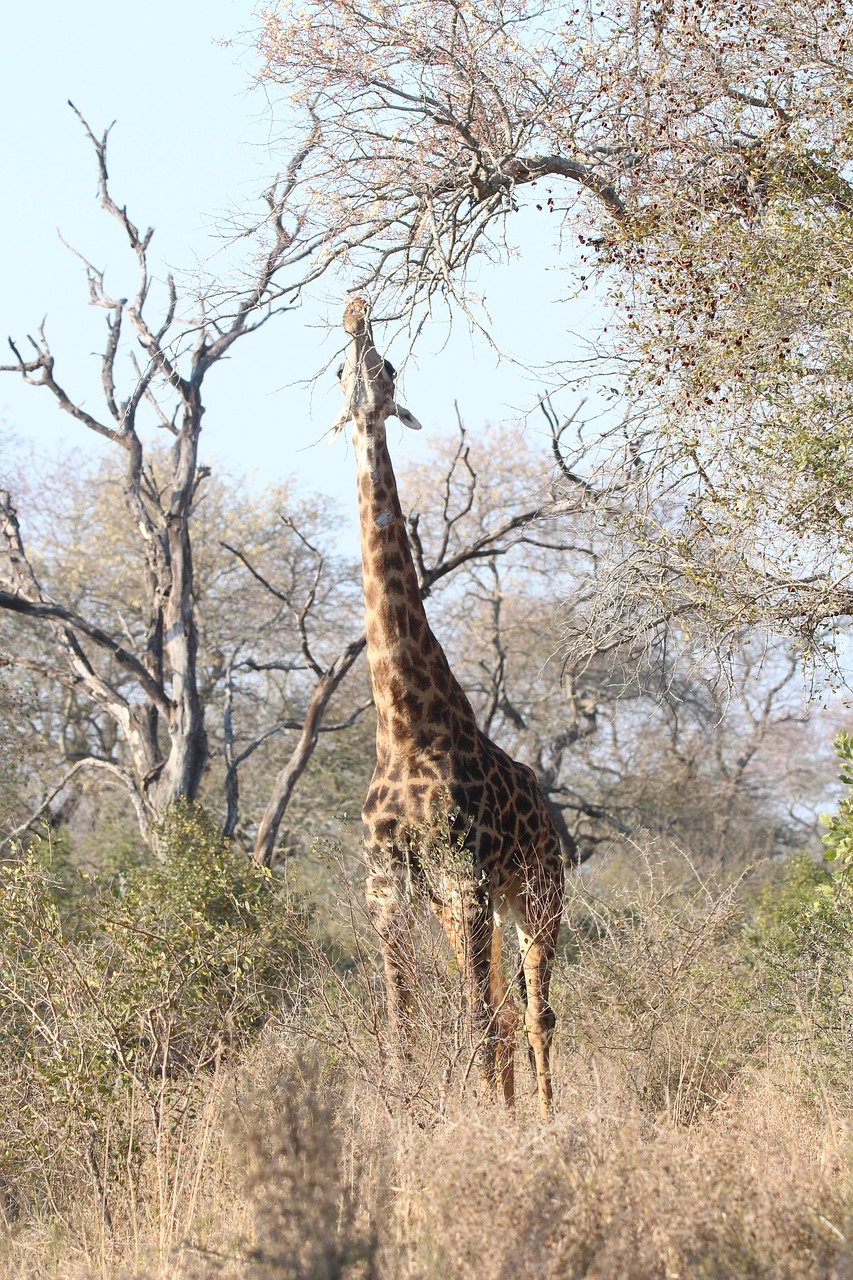 tall giraffe africa free photo