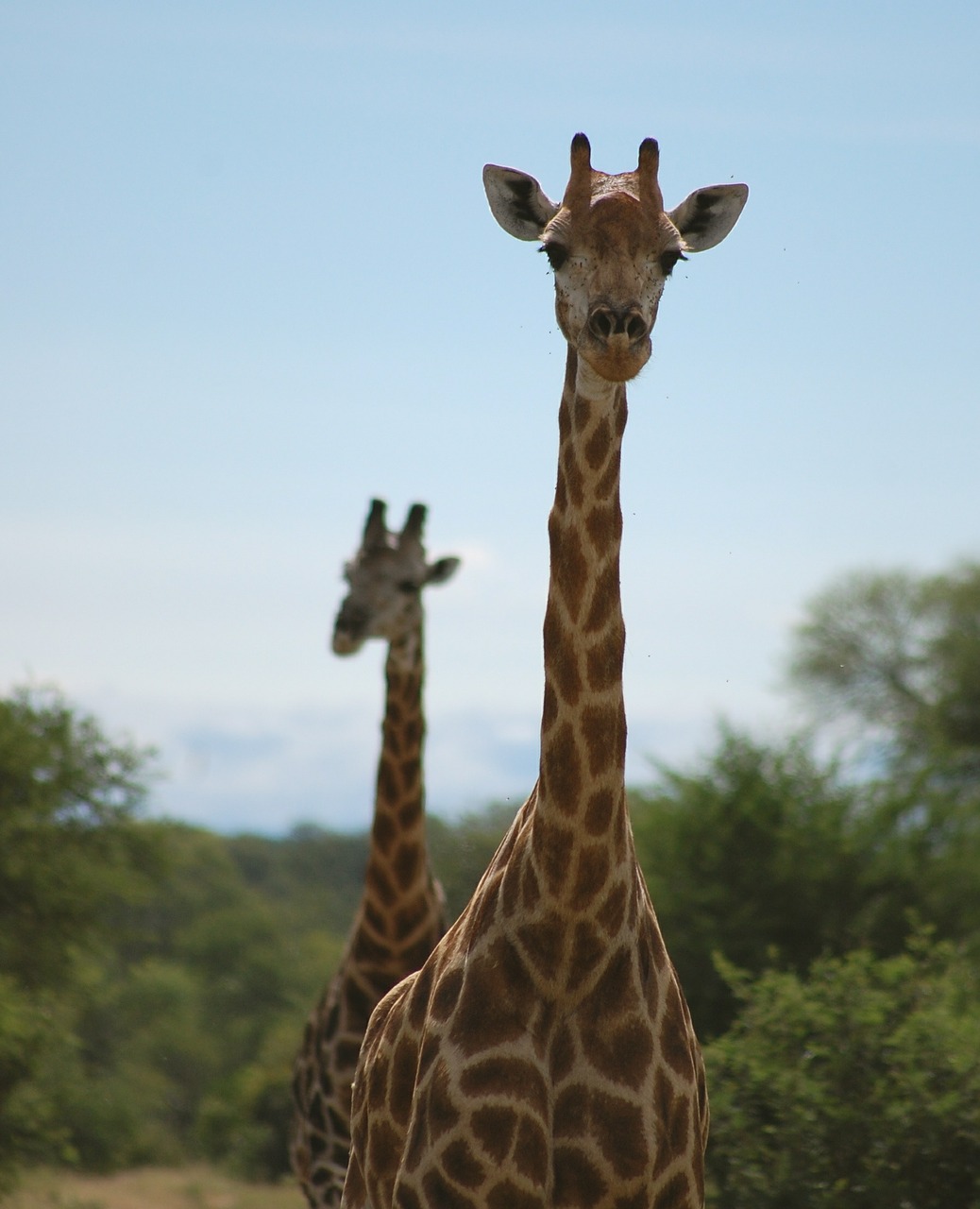 tall giraffes african free photo