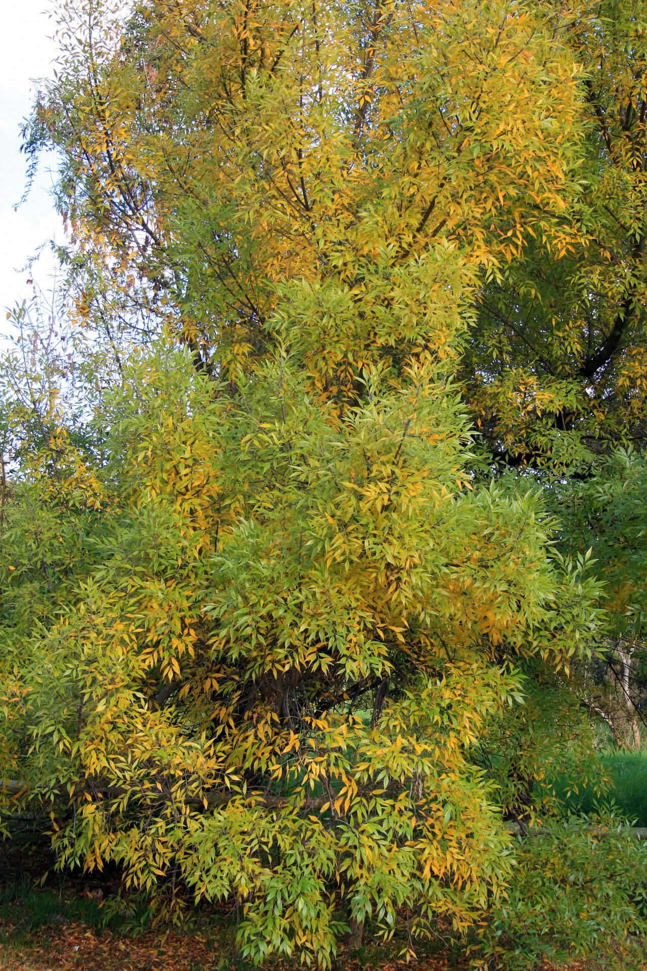 tree tall yellowing free photo