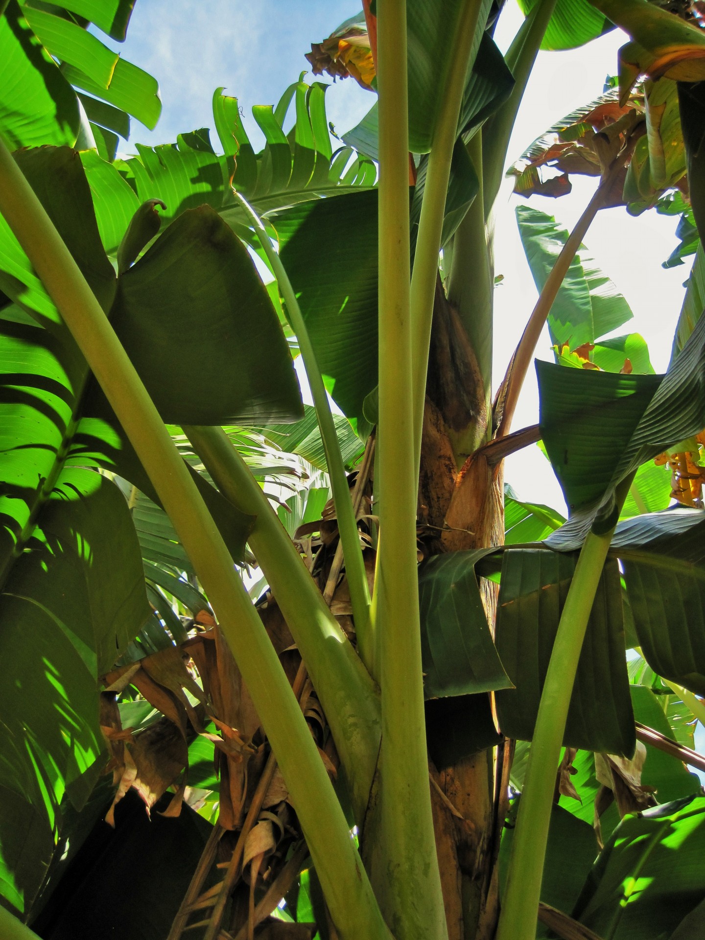 tree banana leaves free photo