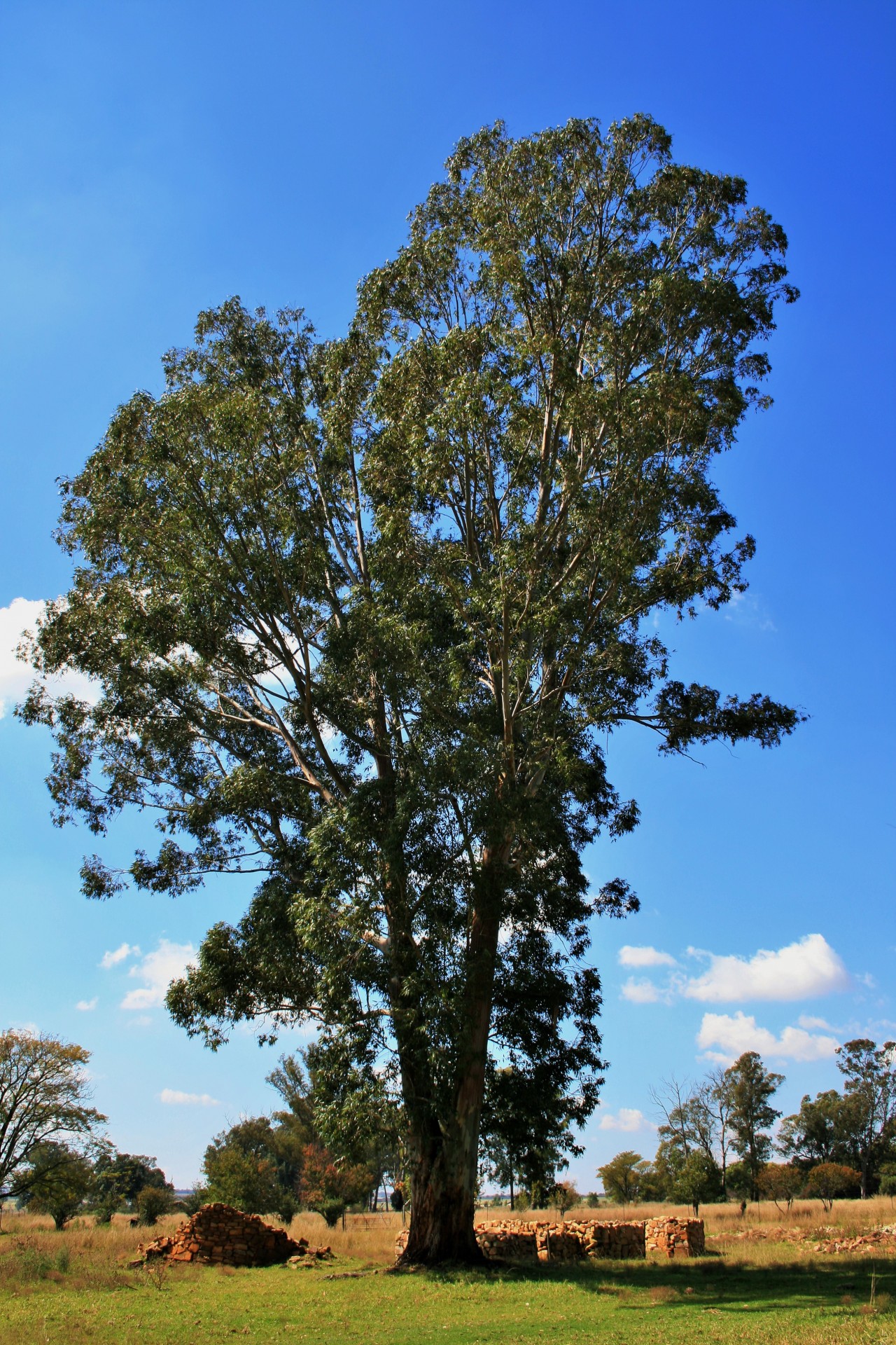 tree bluegum eucalyptus free photo