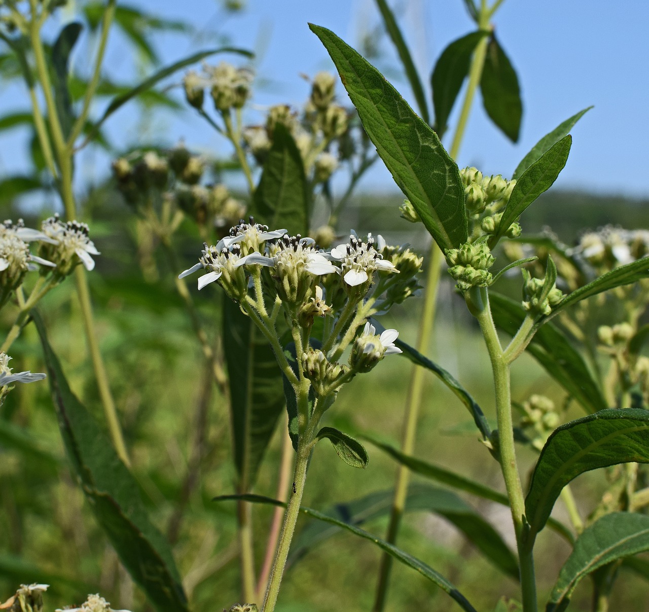 tall boneset flower wildflower free photo