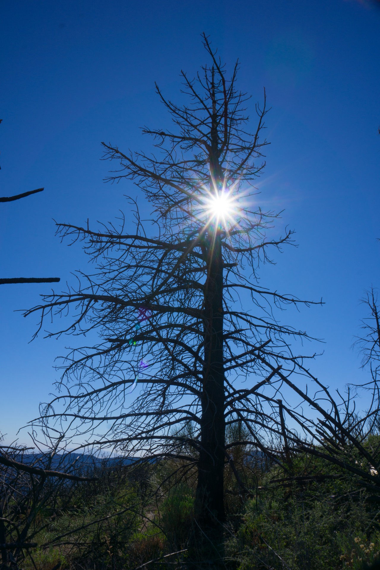 Edit Free Photo Of Angeles National Forest burned Over california 