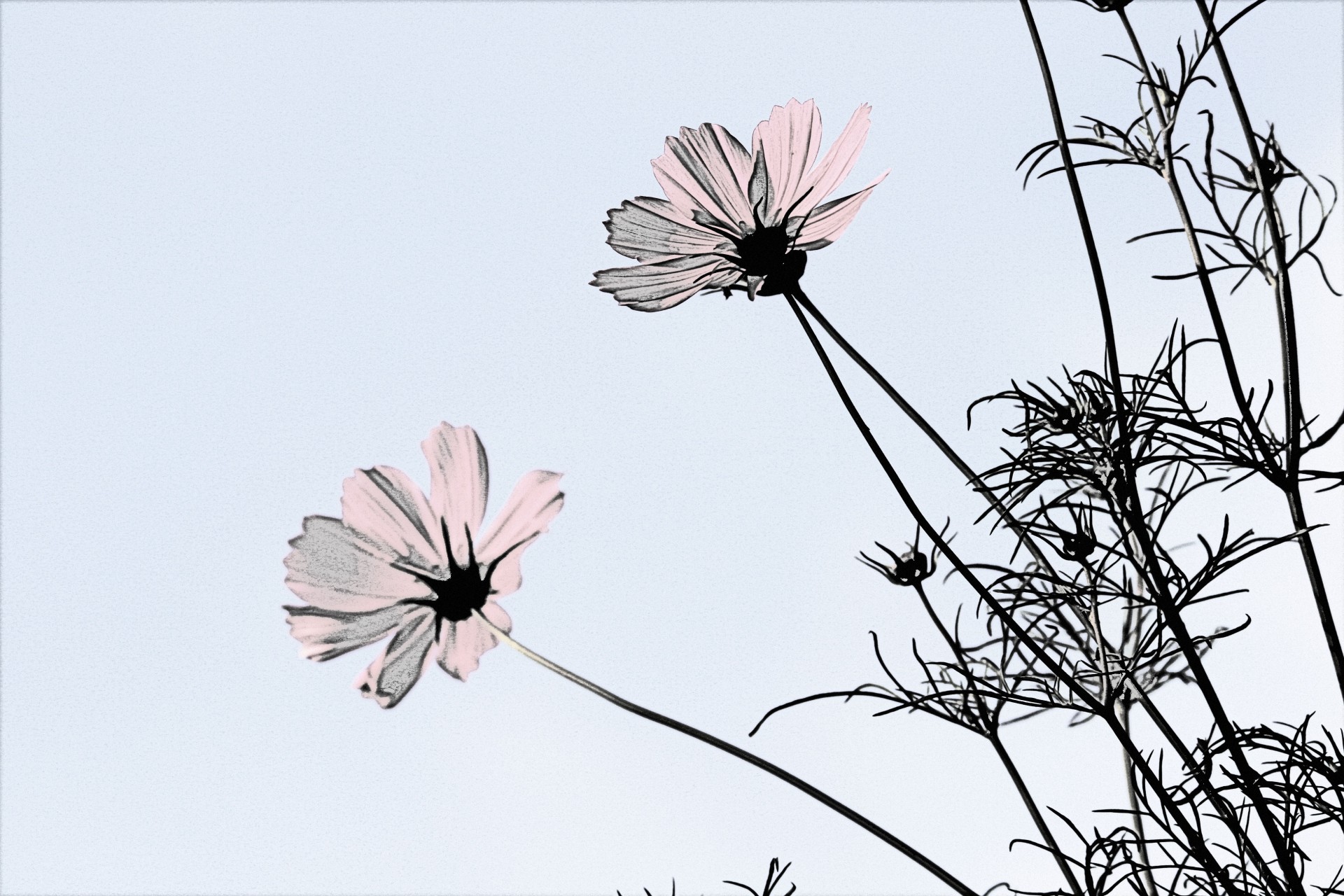 flower cosmos sketch free photo