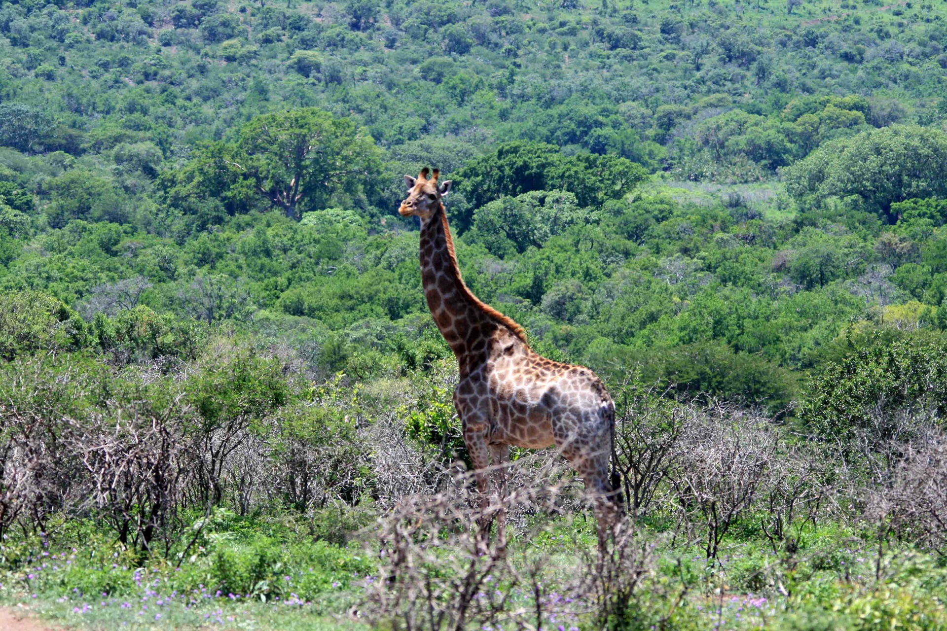 animal giraffe tall free photo