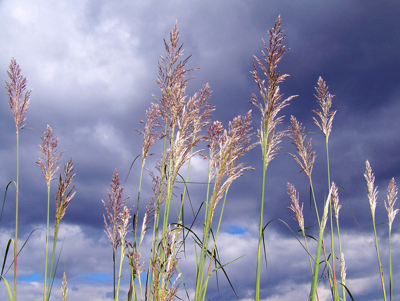 tall grass clouds free photo