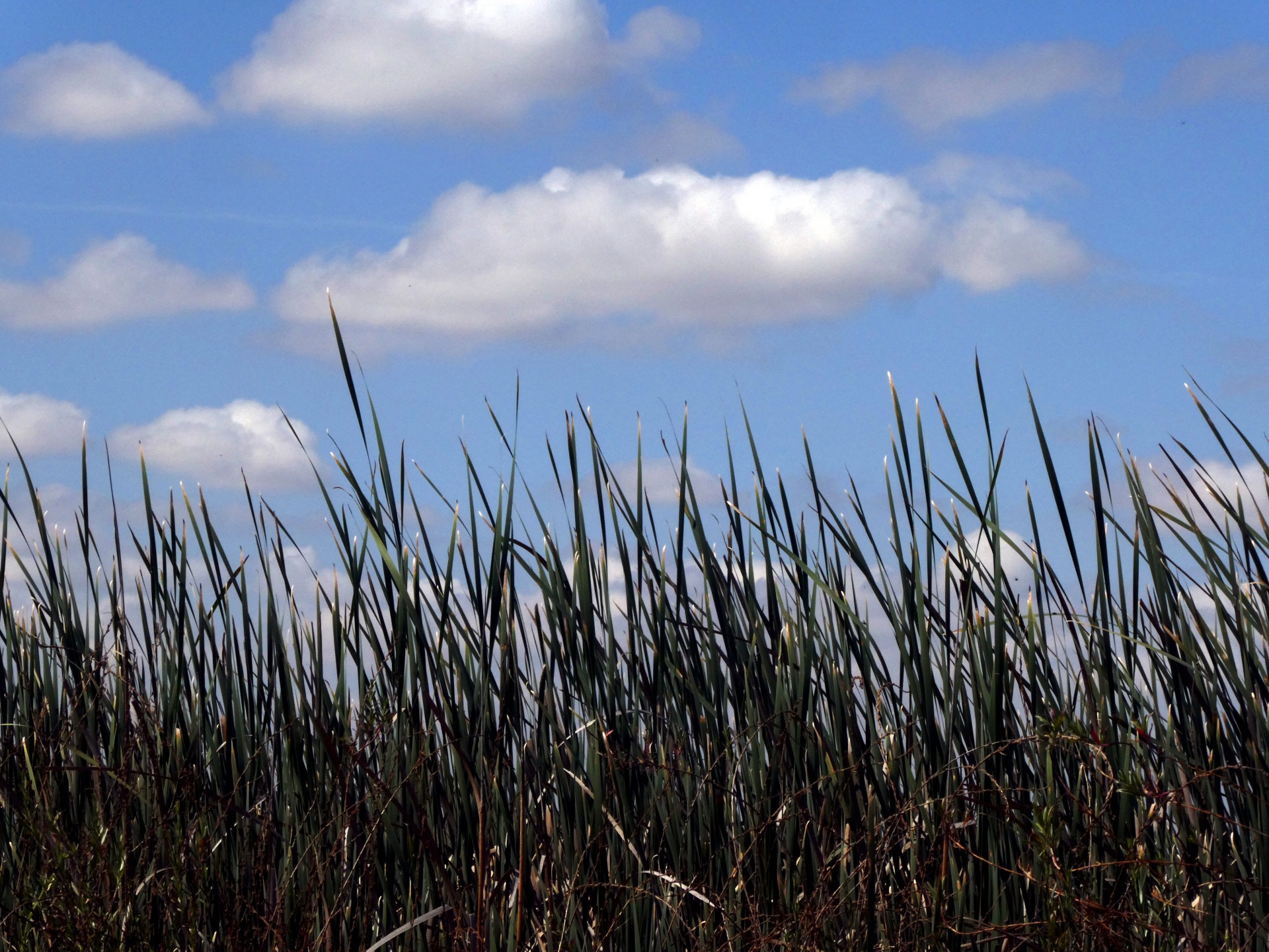 nature outdoors sky free photo