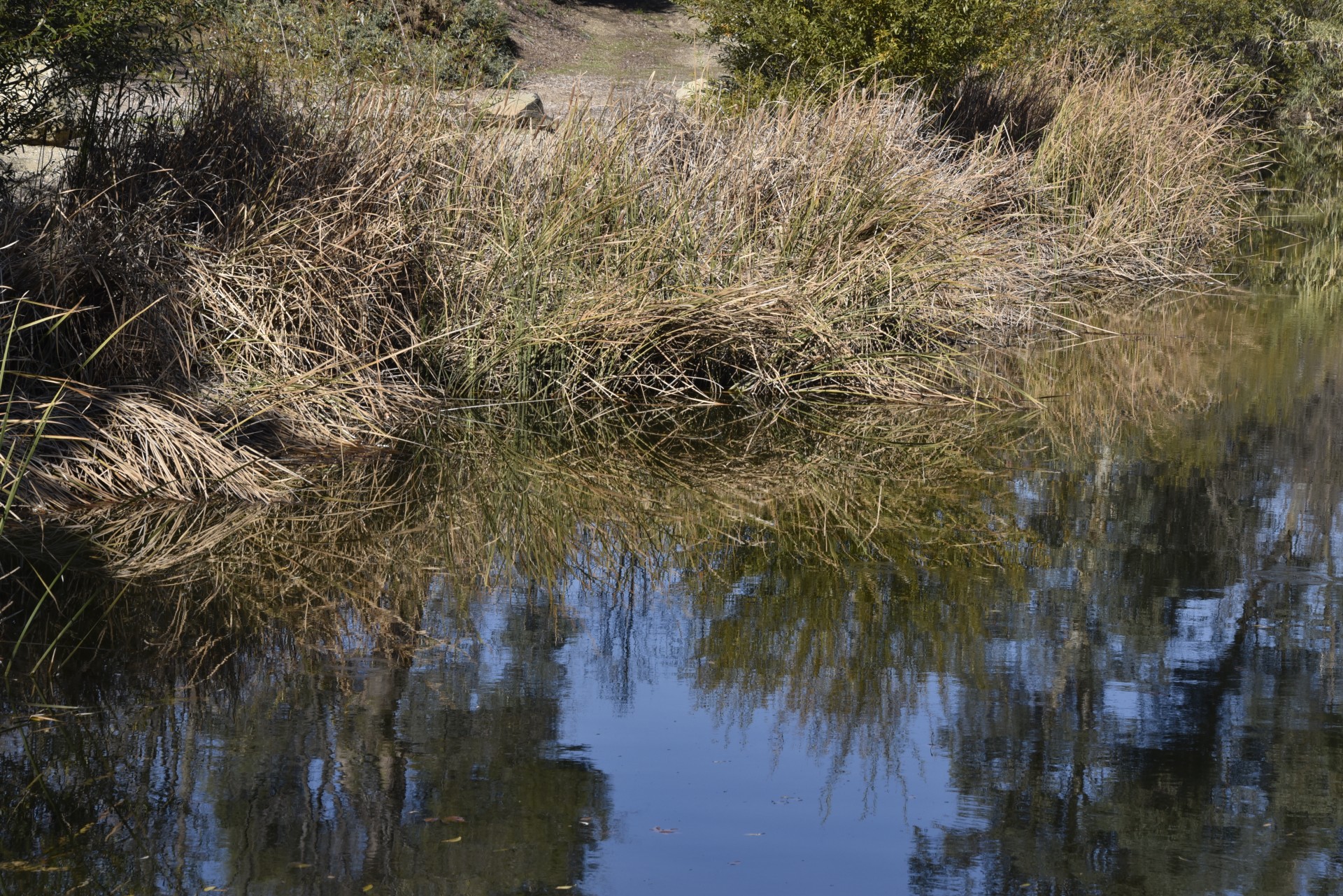 lake shoreline reeds free photo