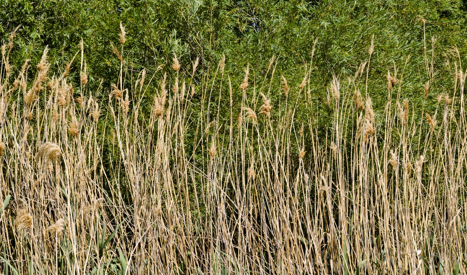 background wallpaper grass free photo