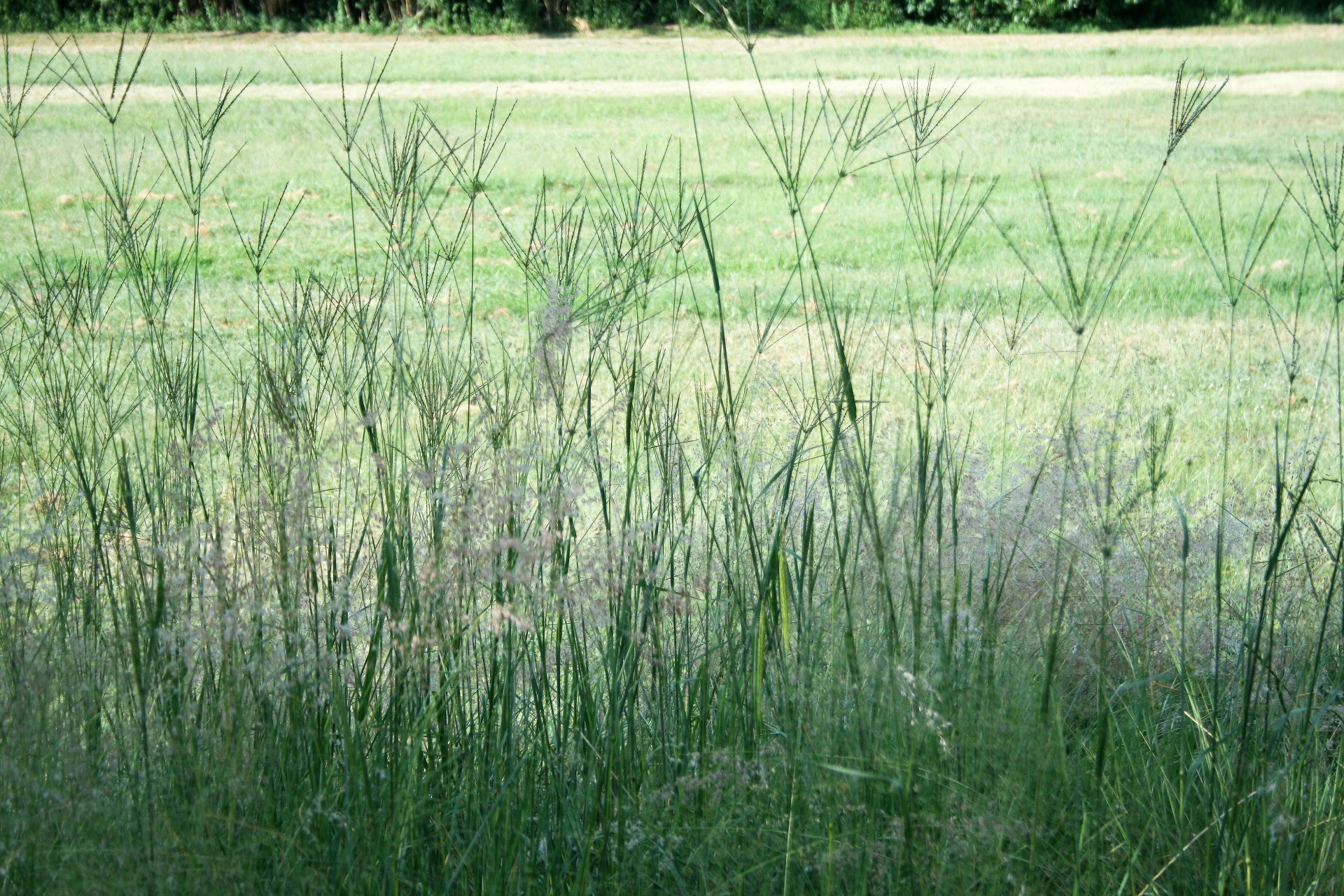 grass long veld free photo