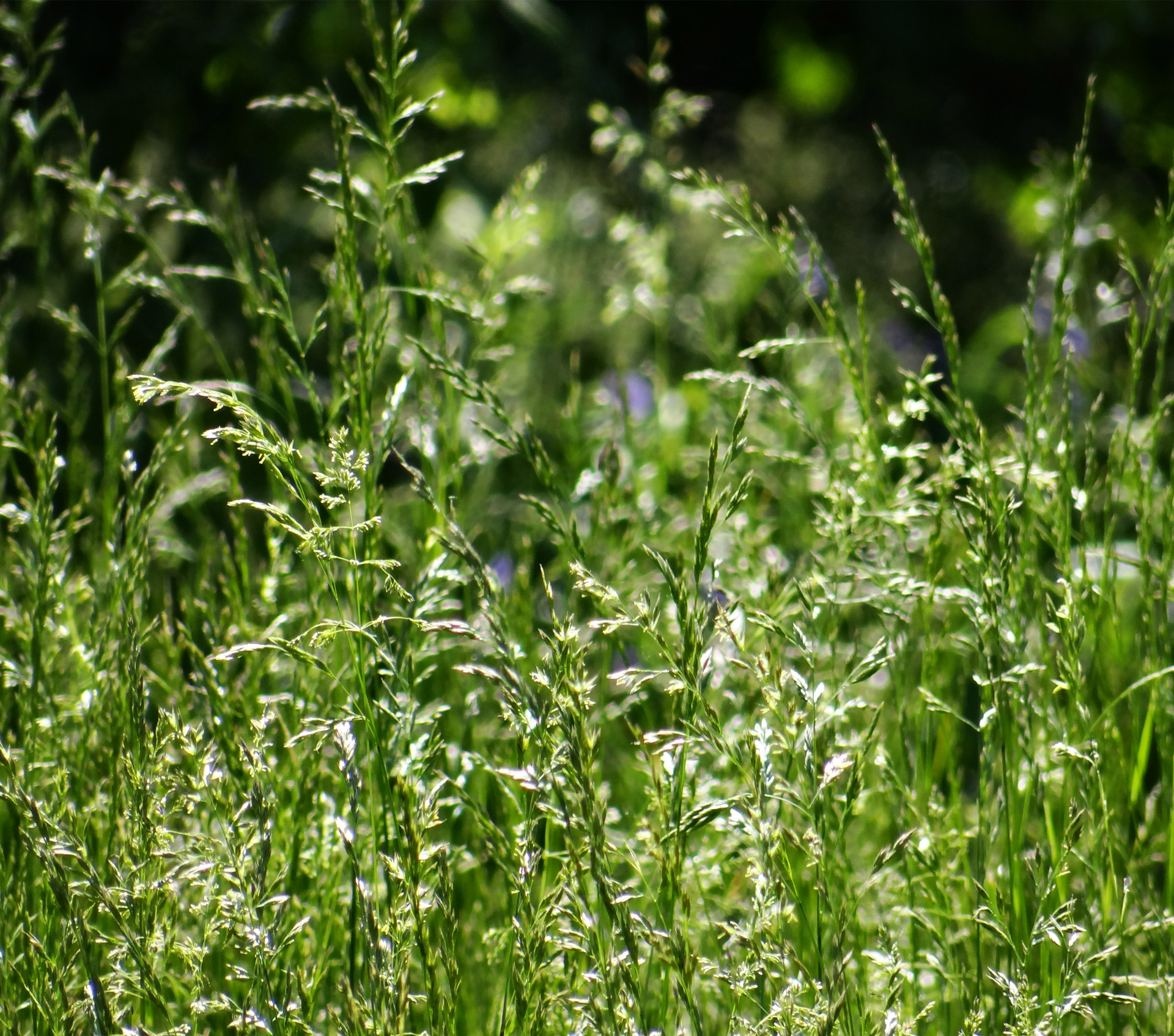 tall grass seeds free photo