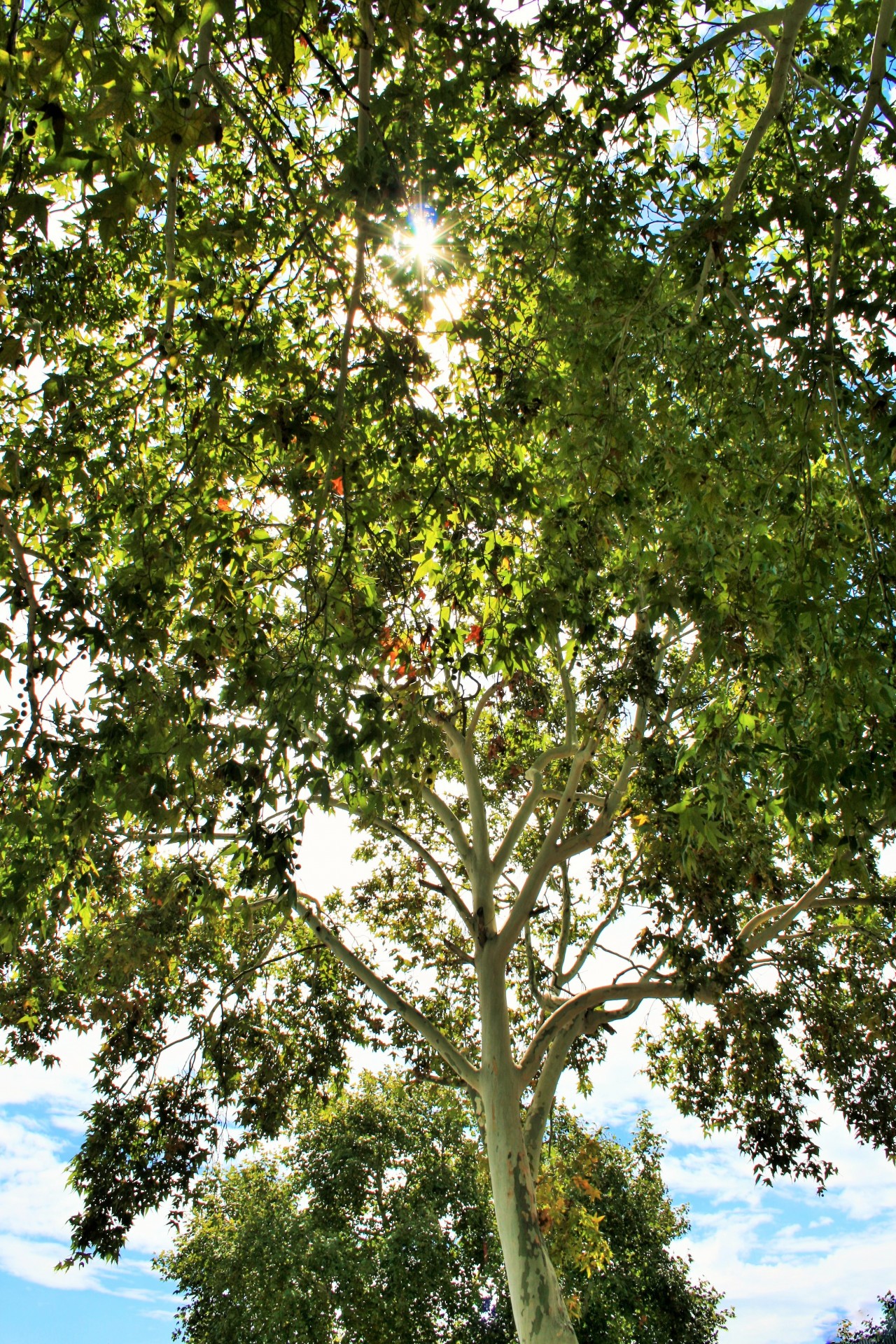 tree maple big free photo