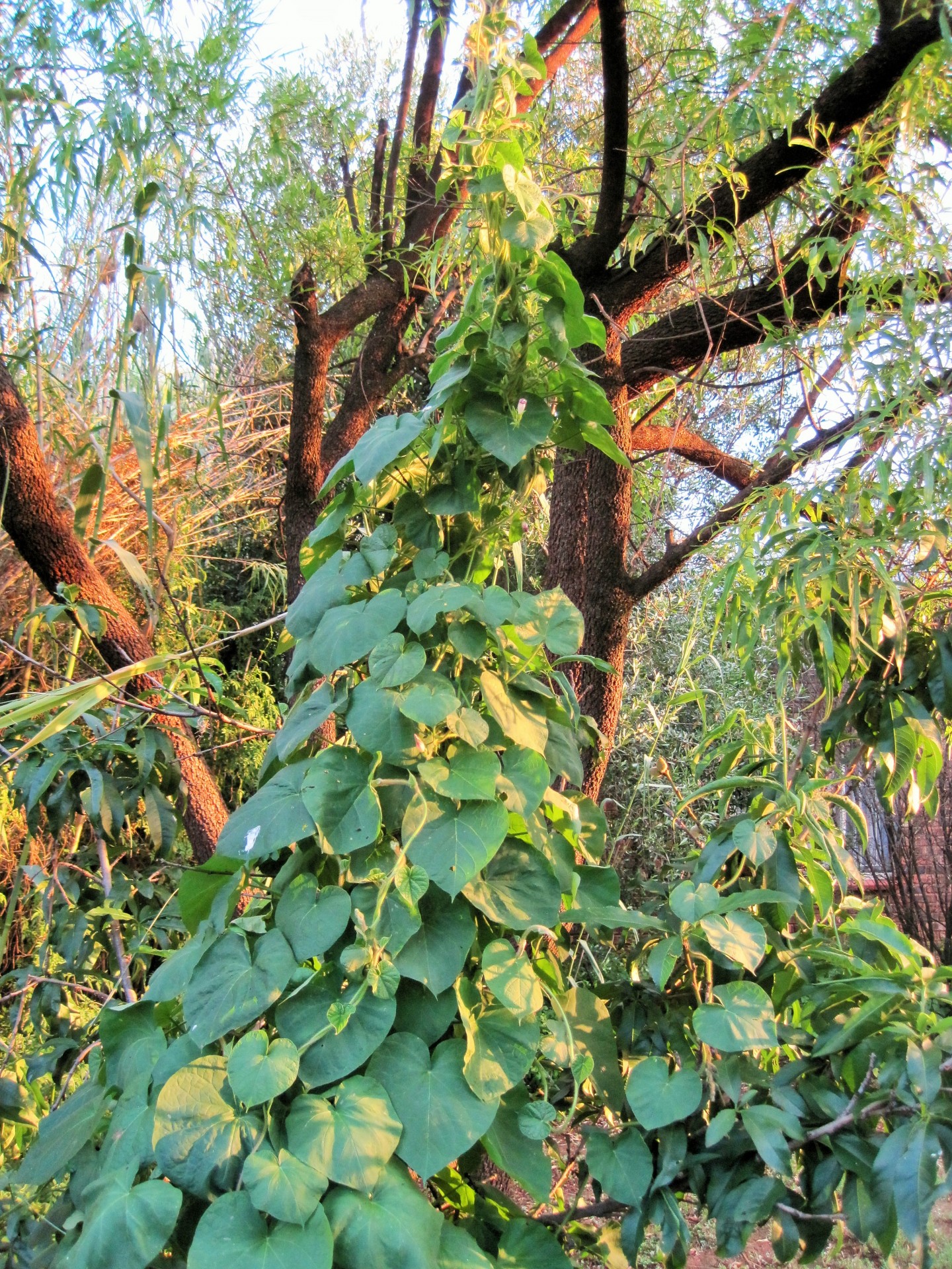 creeper morning glory trailing free photo