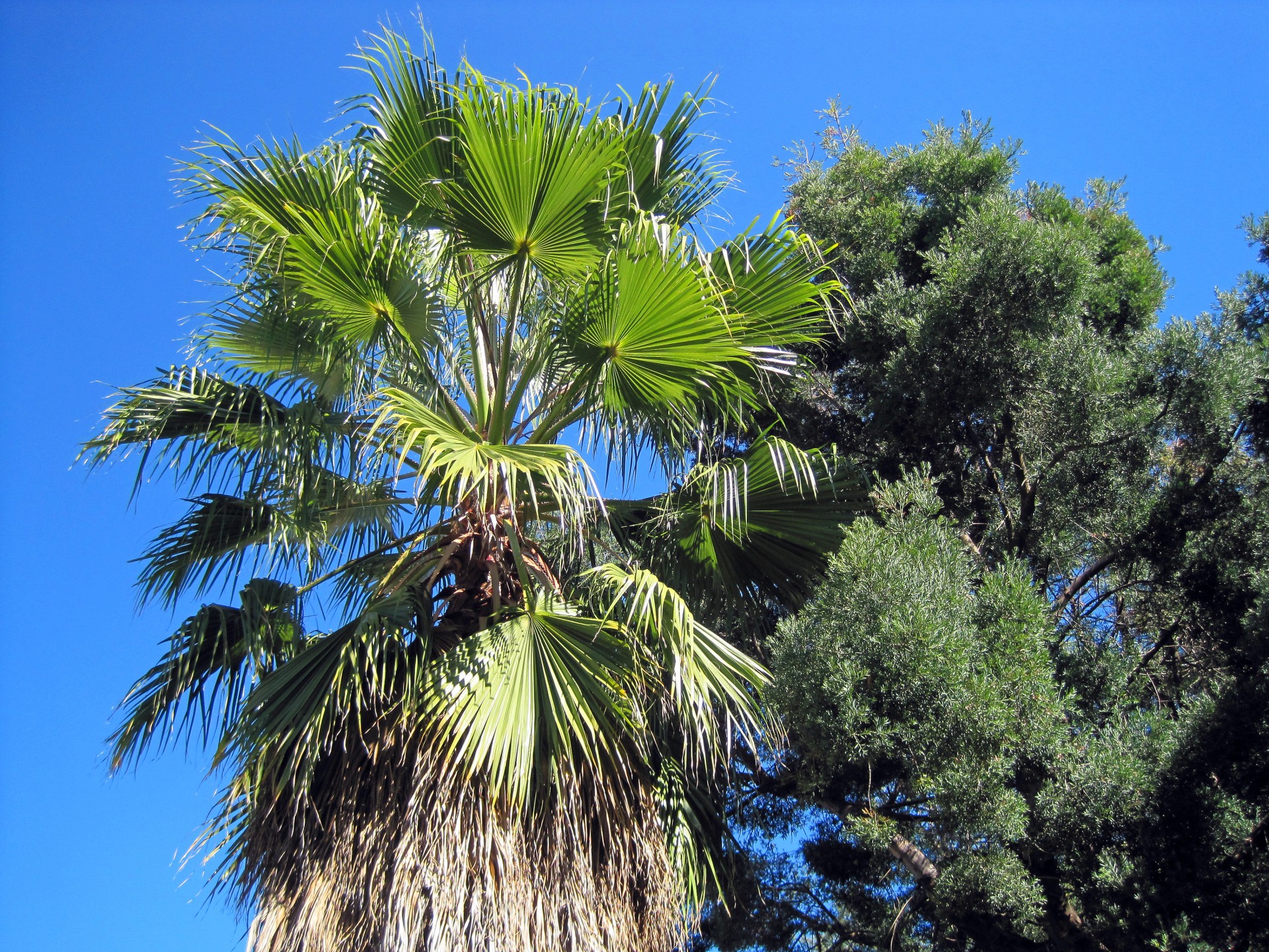 tree palm tall free photo