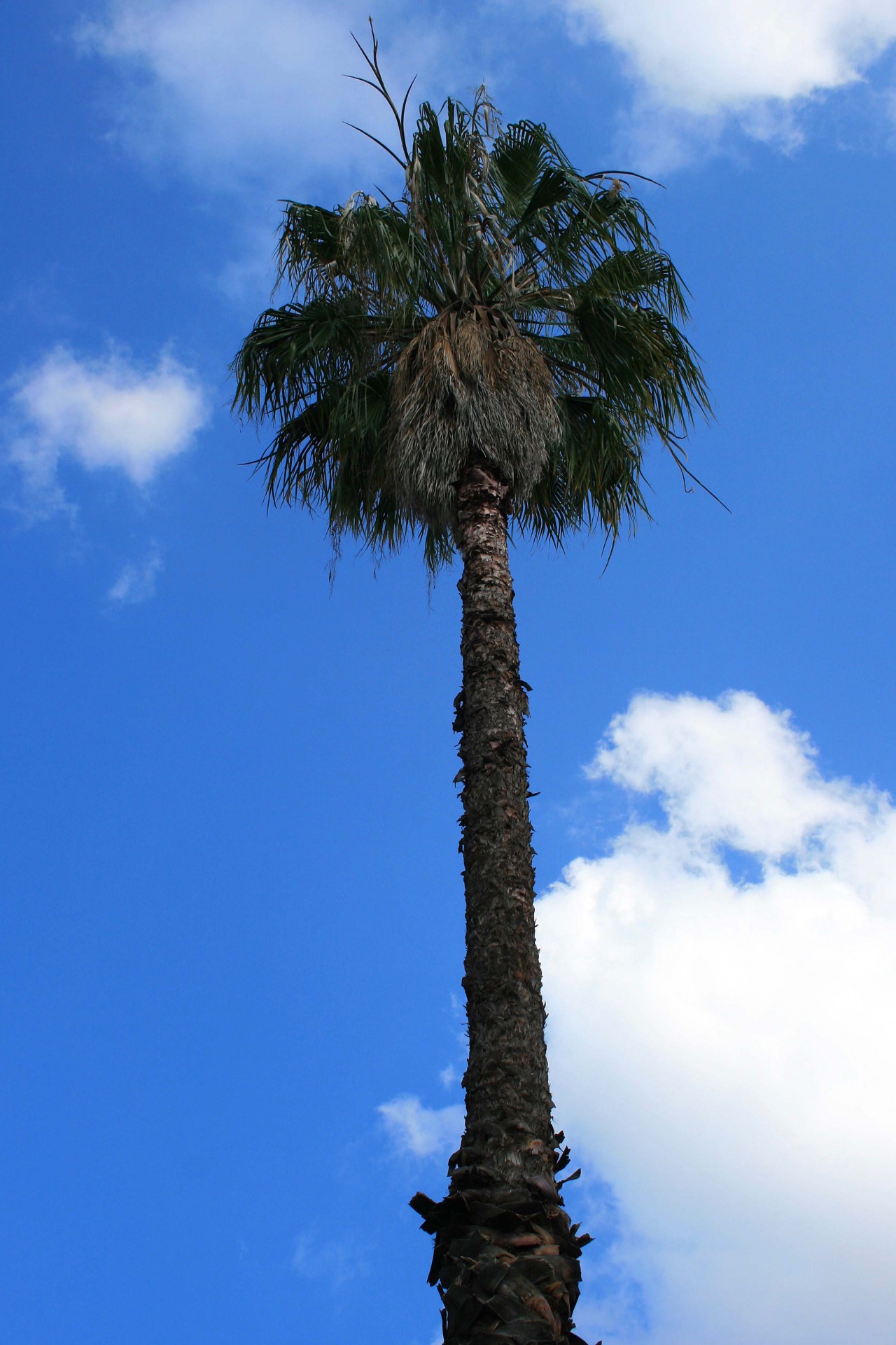 sky cloud tree free photo