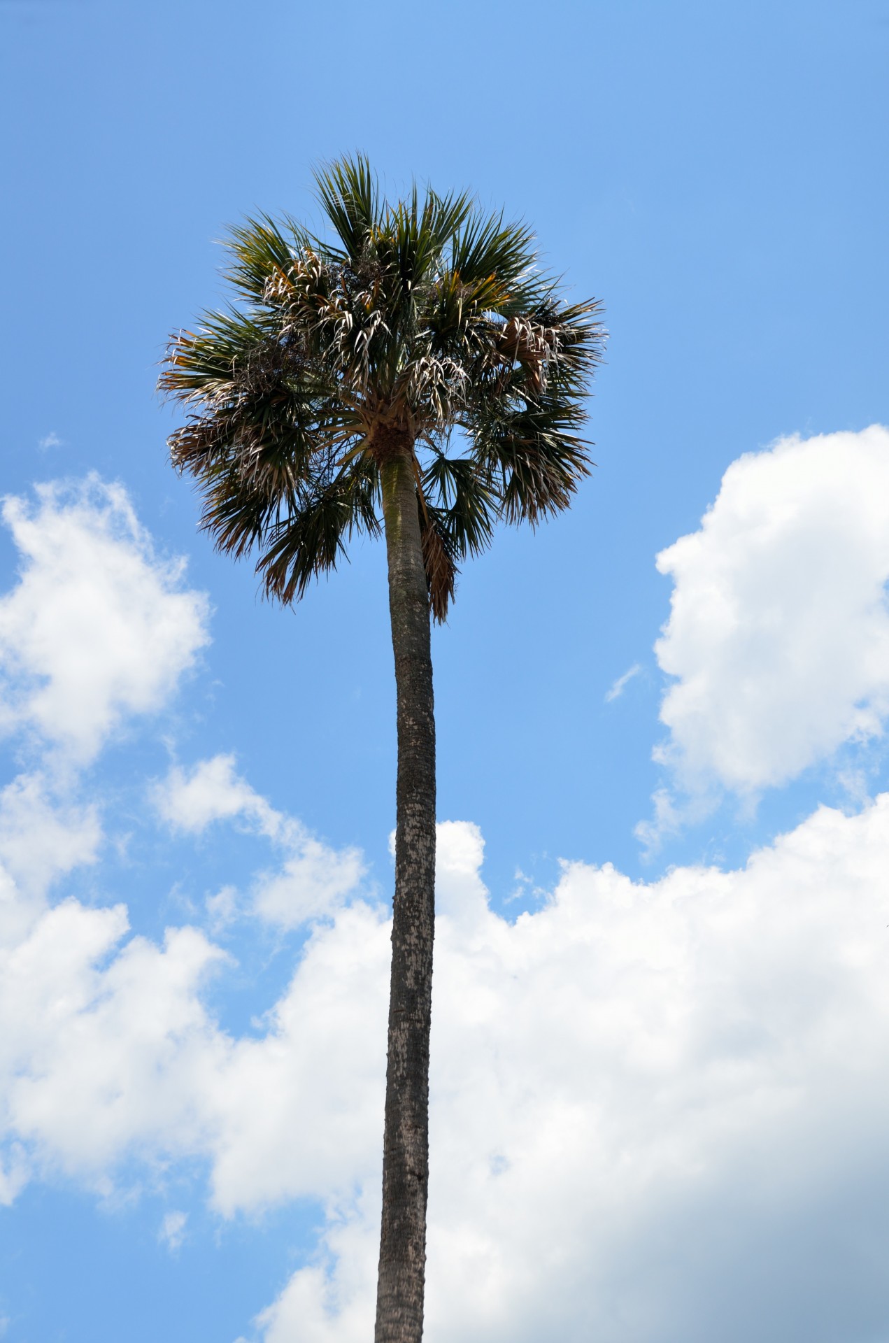 beach blue sky coconut free photo