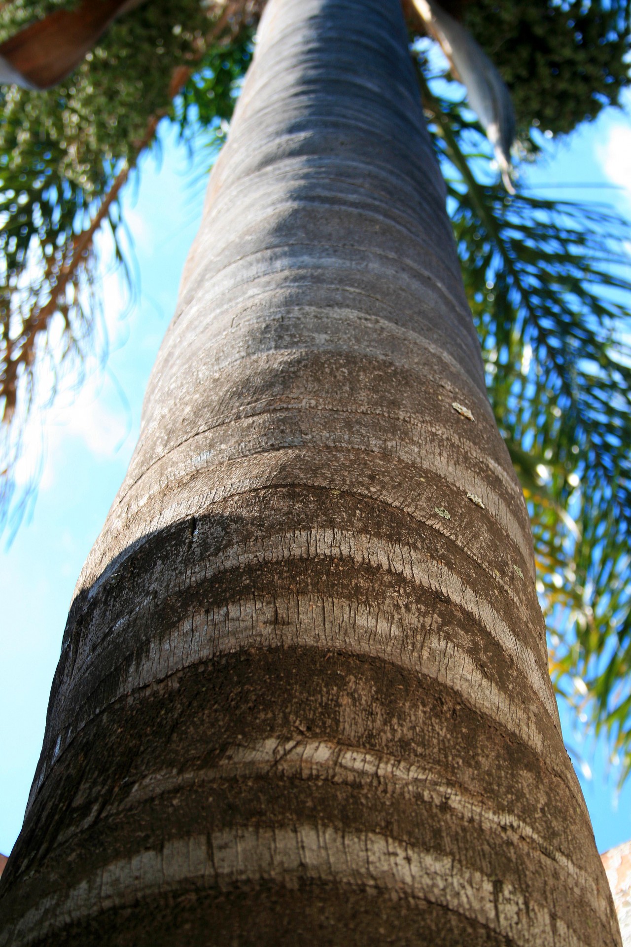 tree palm trunk free photo