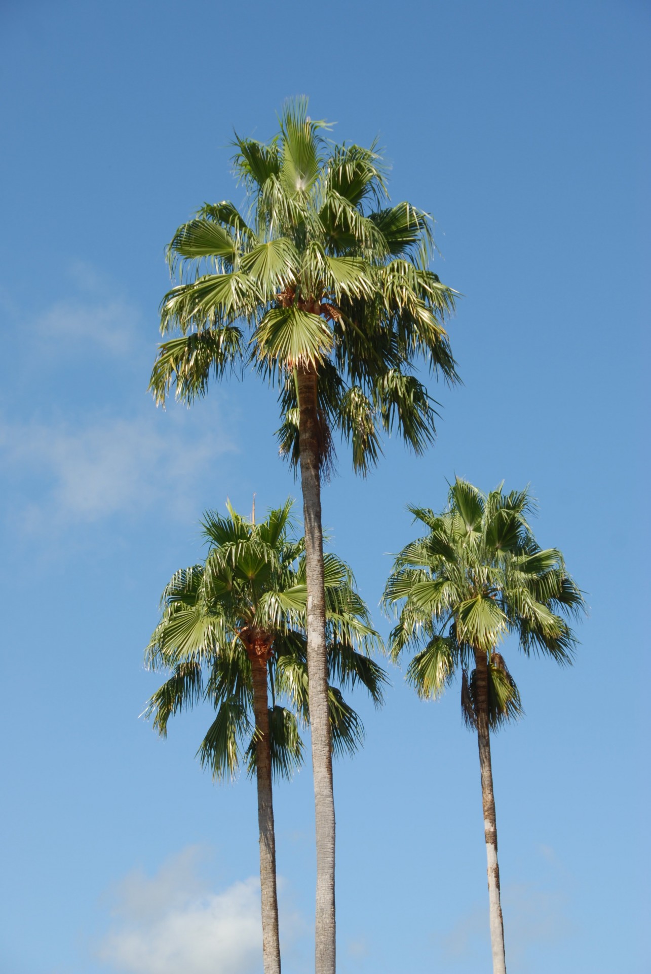 palms trees sky free photo