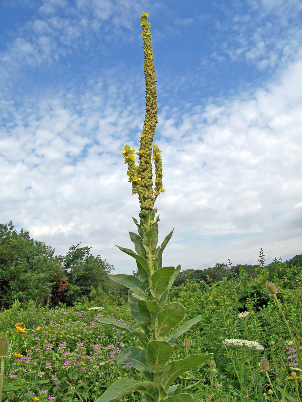 wildflowers flowers summer free photo