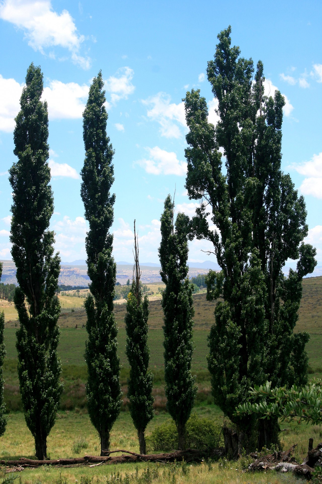 trees tall slender free photo