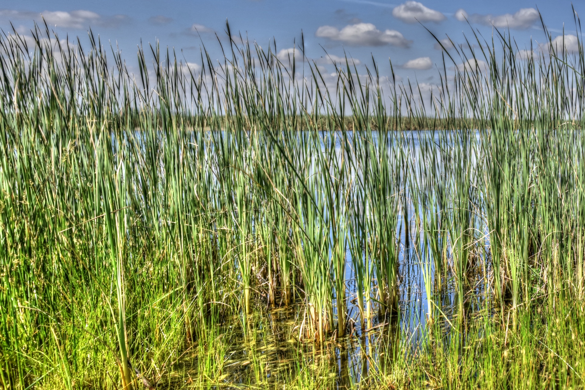 wetlands sacramento scenic free photo