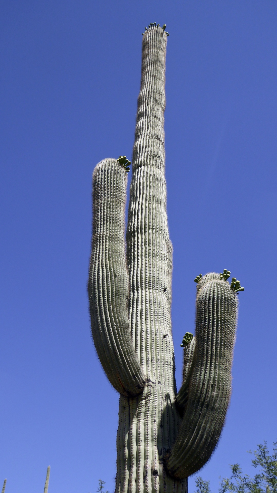saguaro saguaros cacti free photo