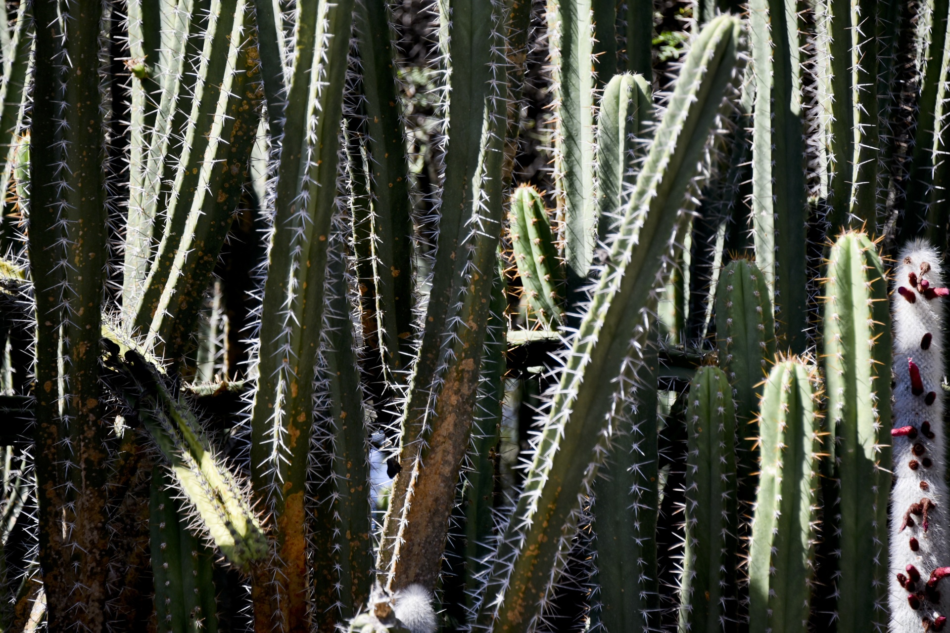 cactus bush spines free photo