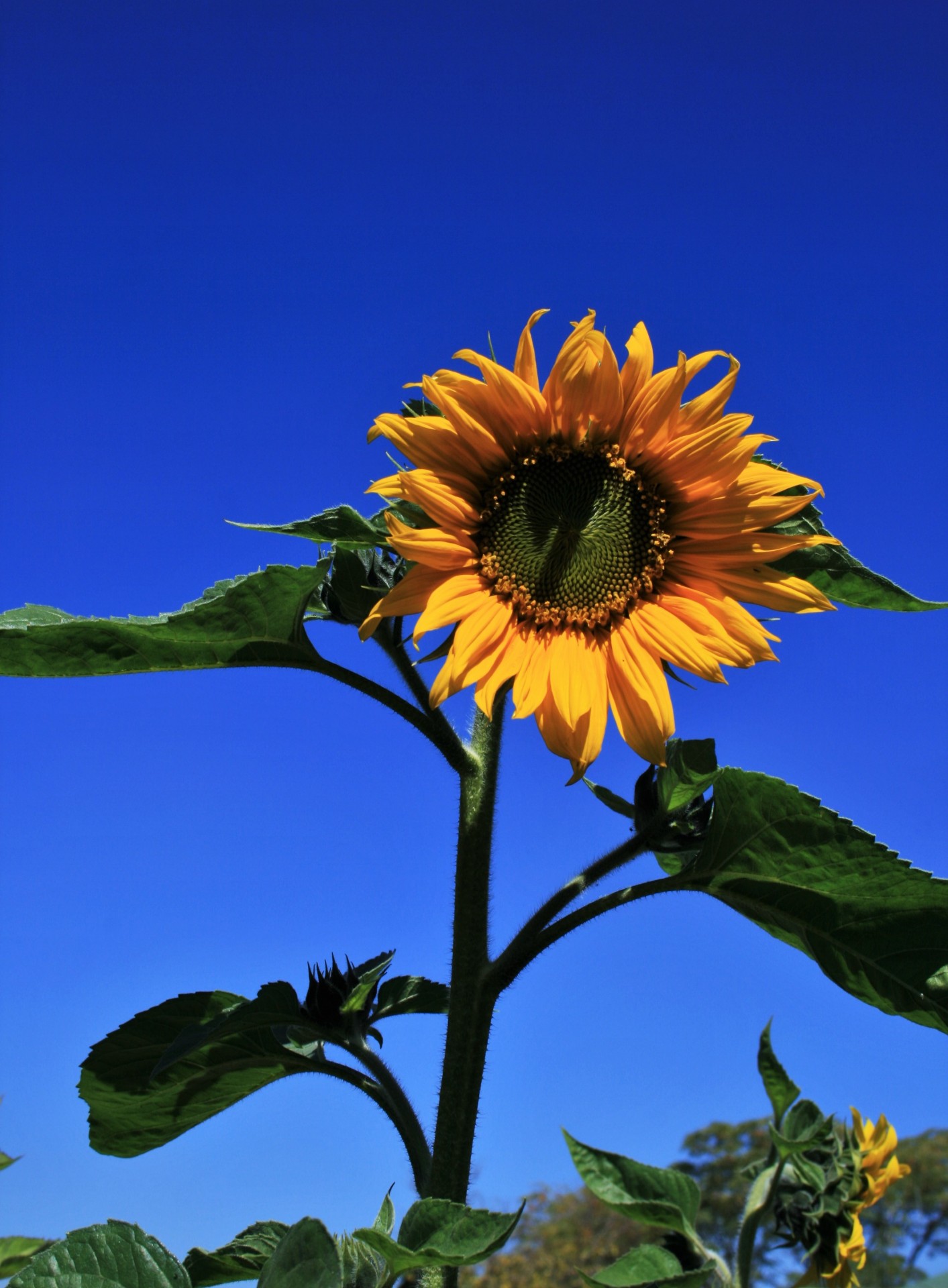 sunflower large round free photo