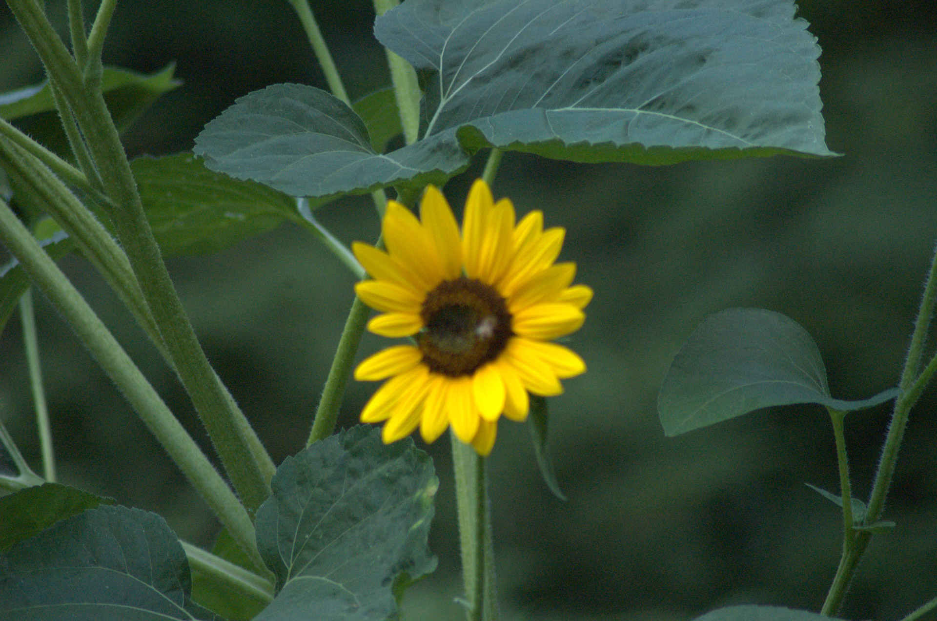 sunflower flower flowers free photo