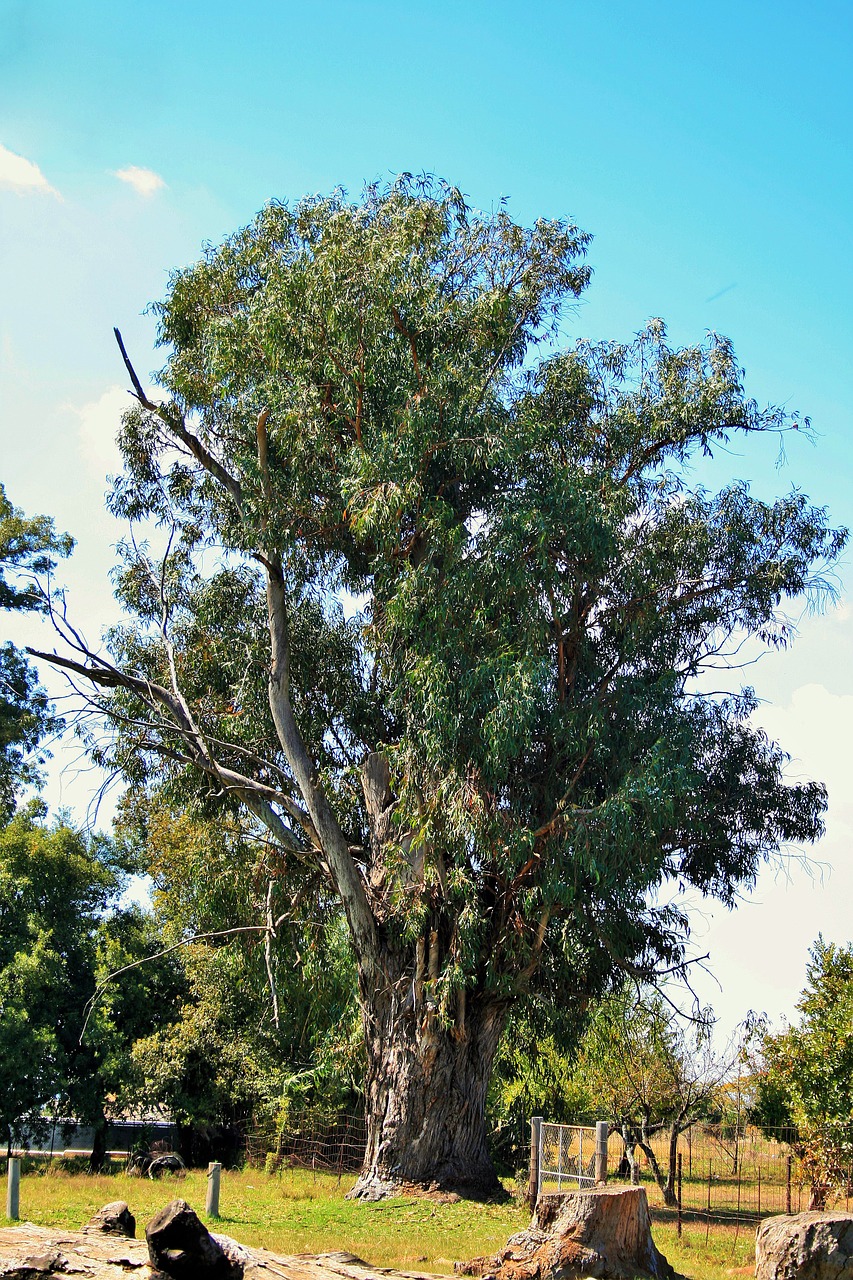 tall tree tree tall free photo