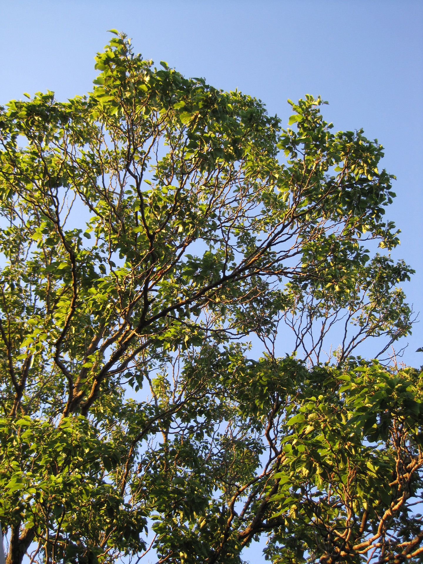 tree tall foliage free photo