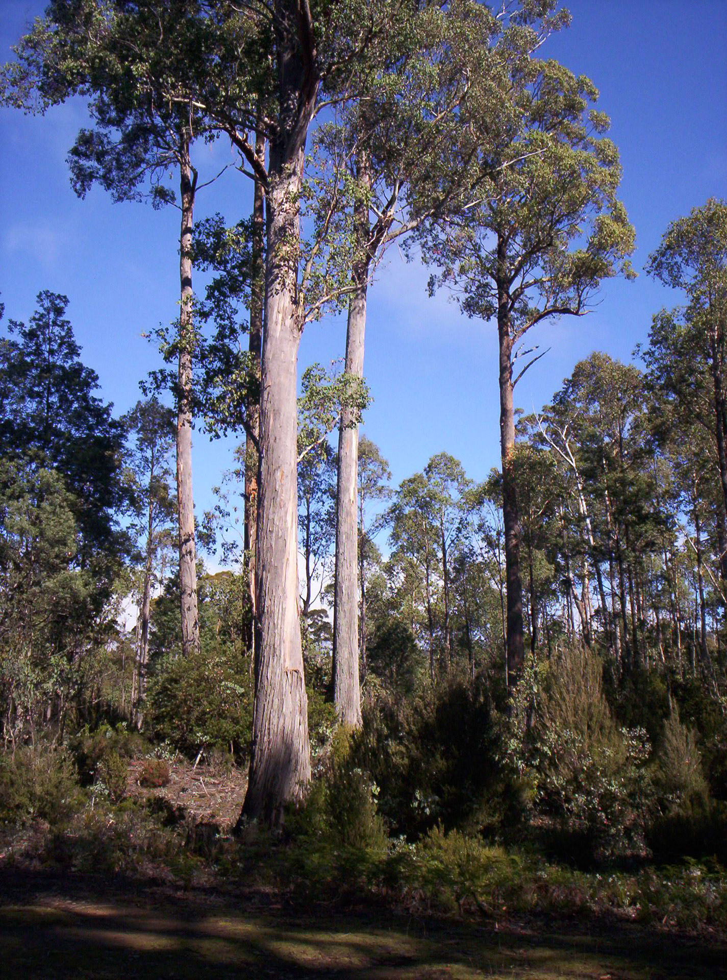 tree sky blue free photo