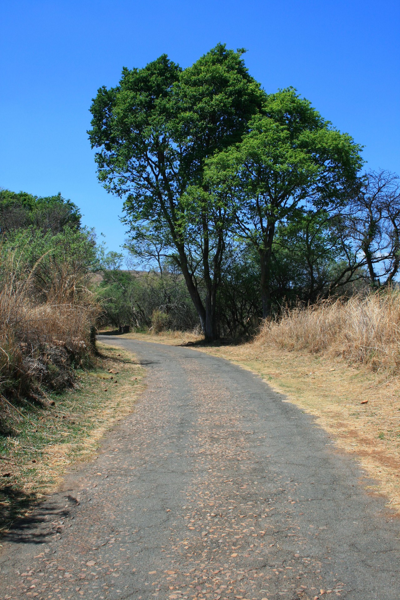 trail tree vegetation free photo