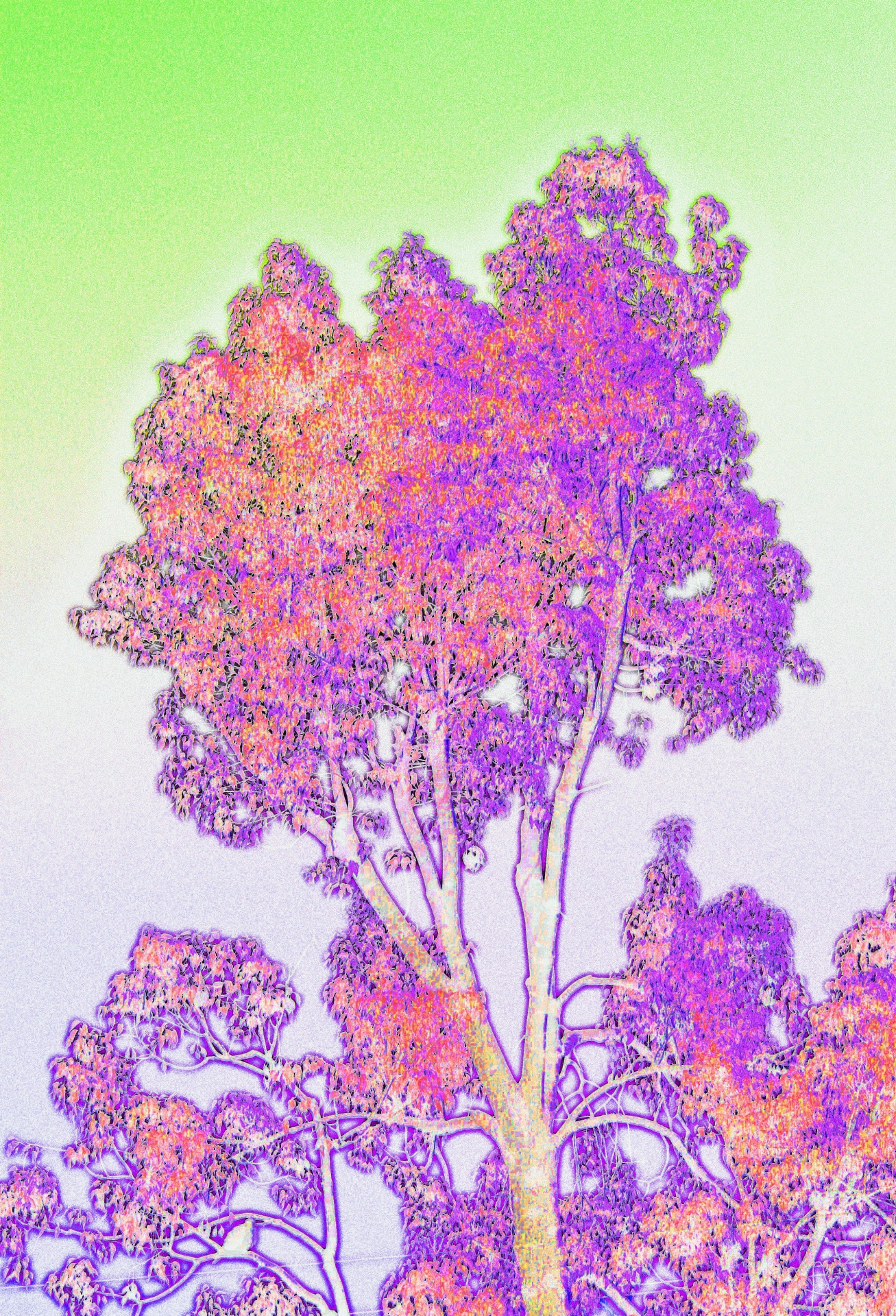 tree sketch colours free photo