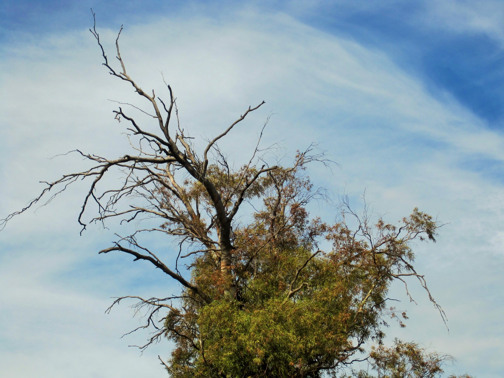 tree tall top free photo