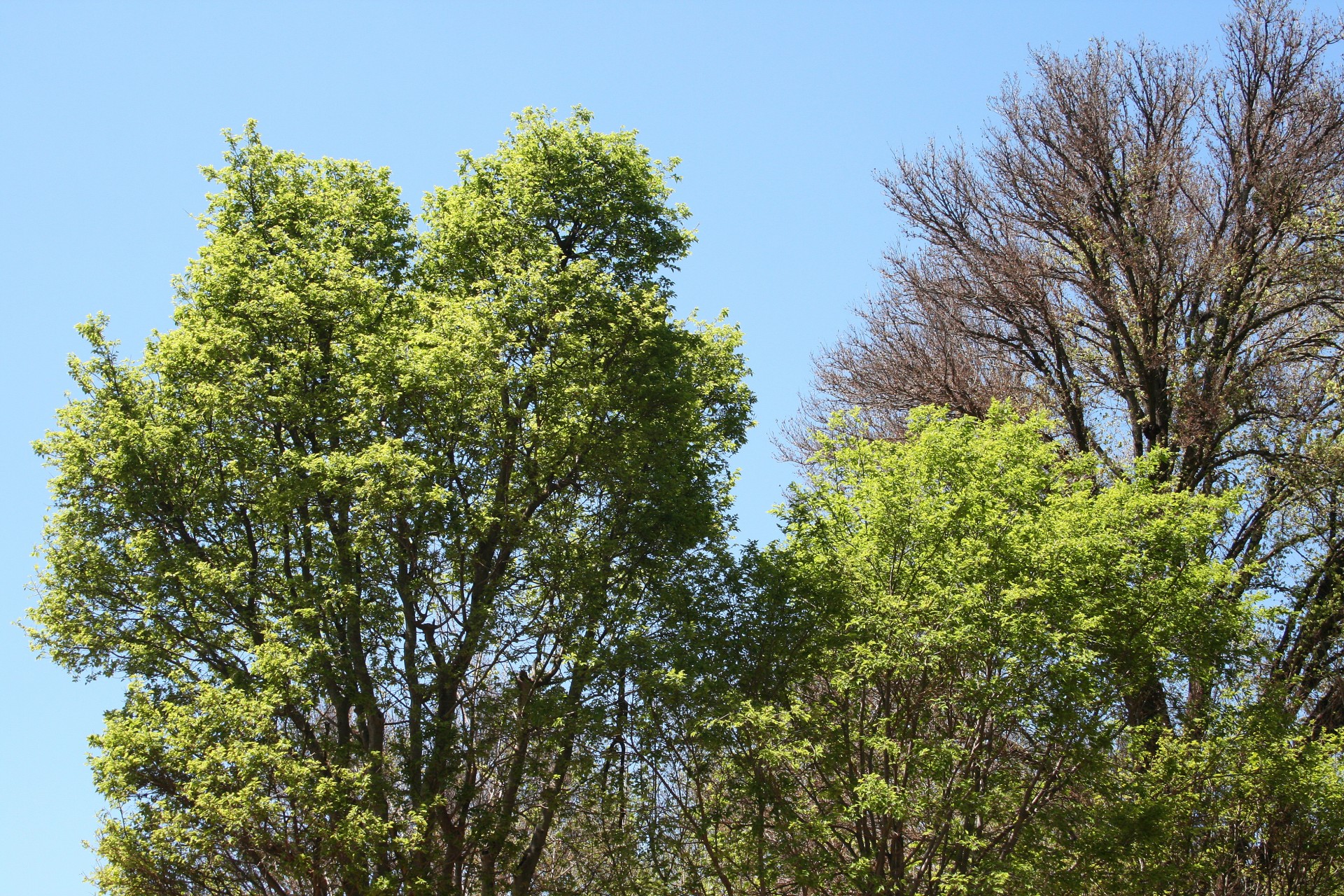 trees tall green free photo