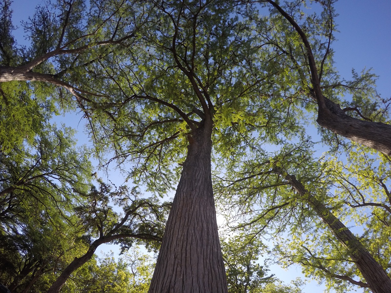 tall trees nature green free photo