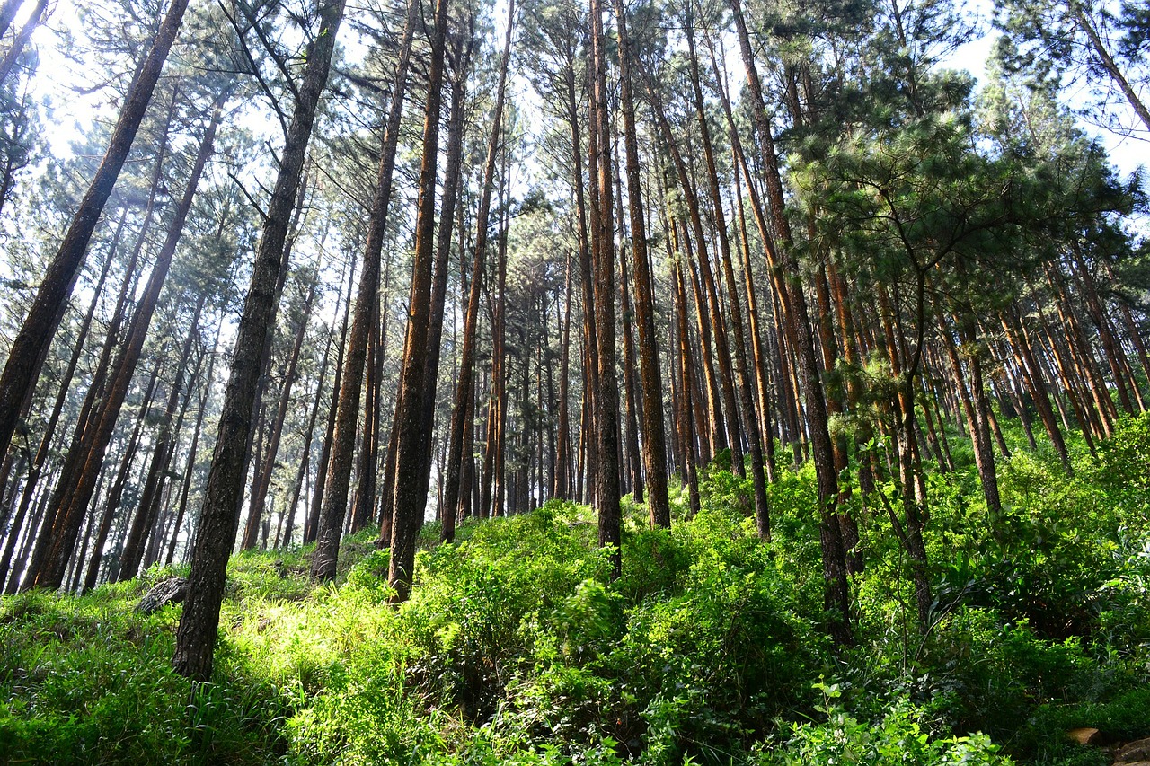 tall trees pine trees tress free photo