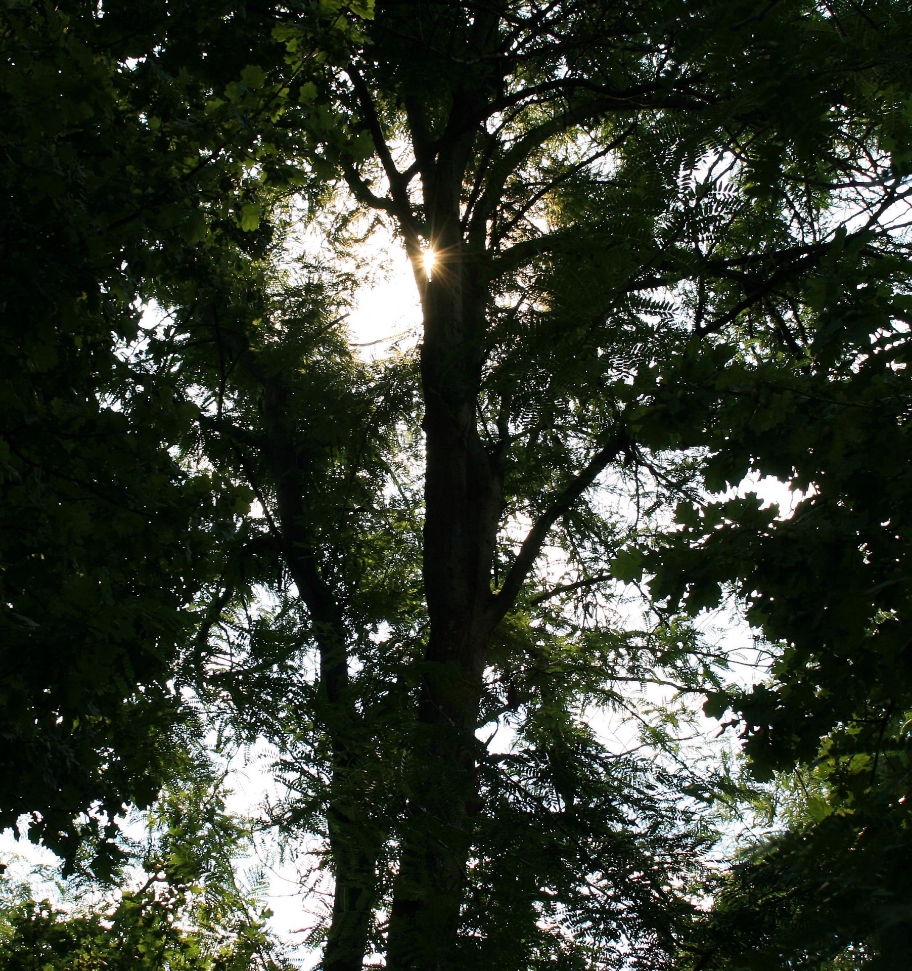 trees dense sun free photo