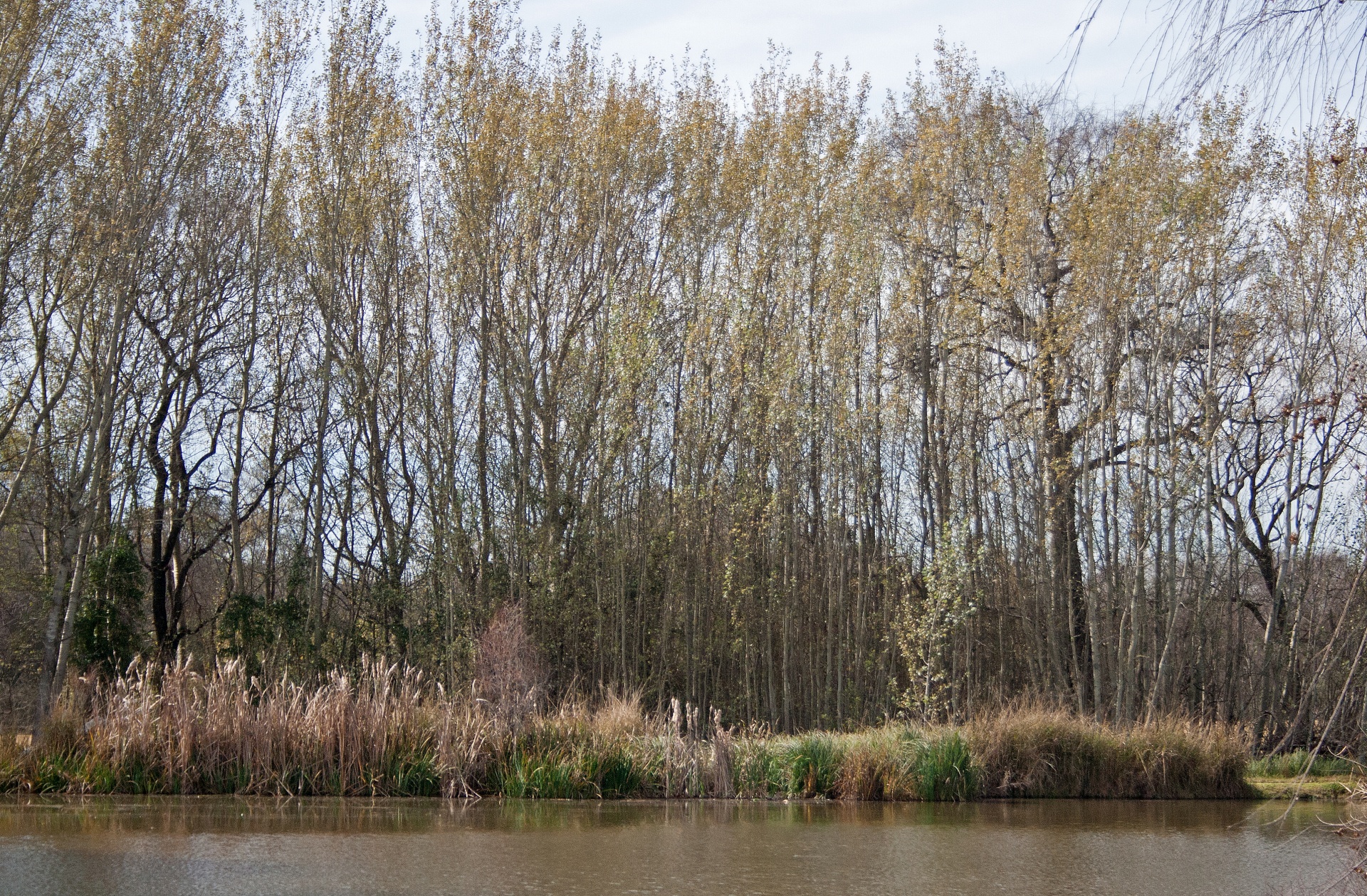 water pond trees free photo