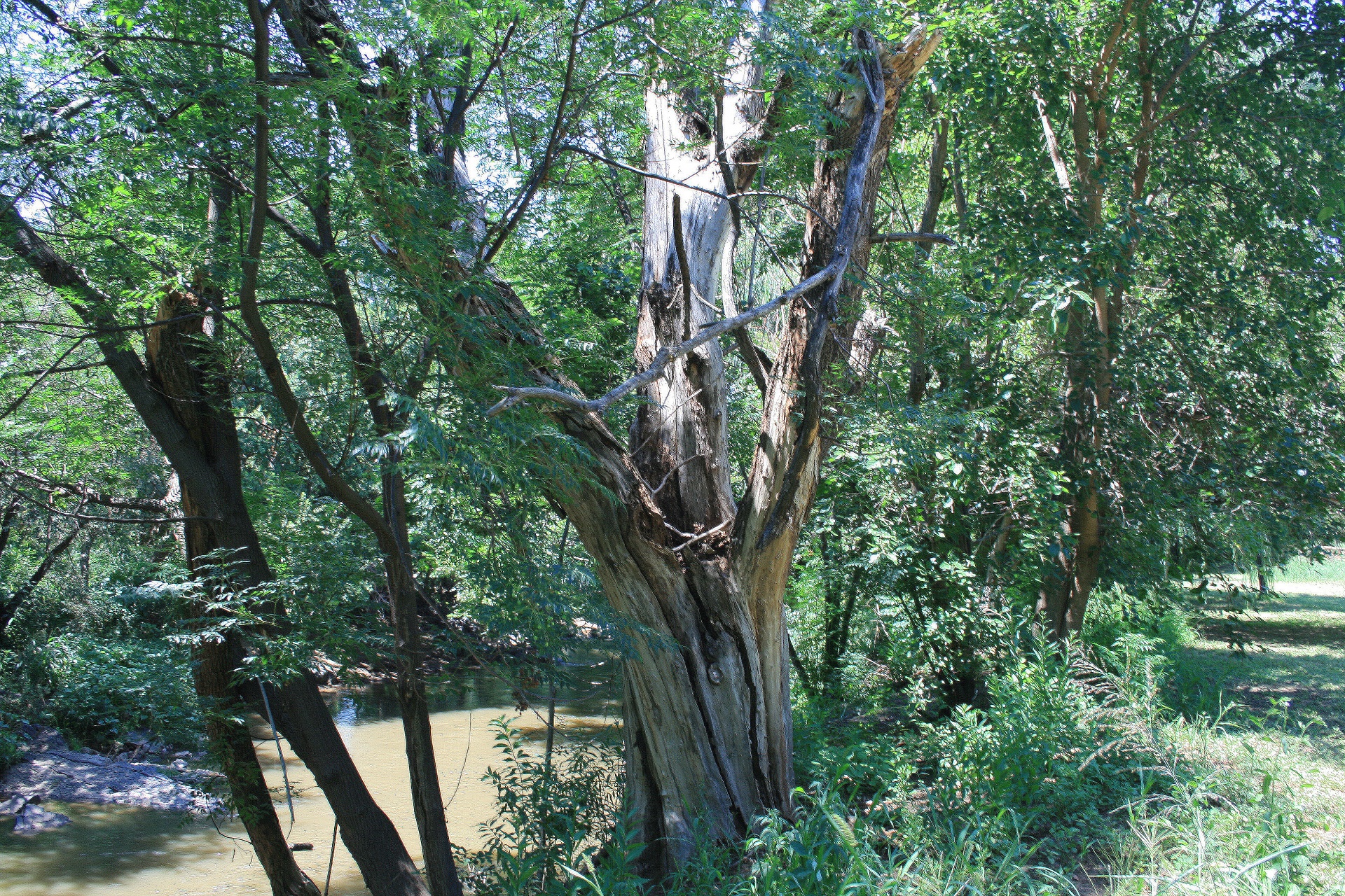 trees tall river free photo