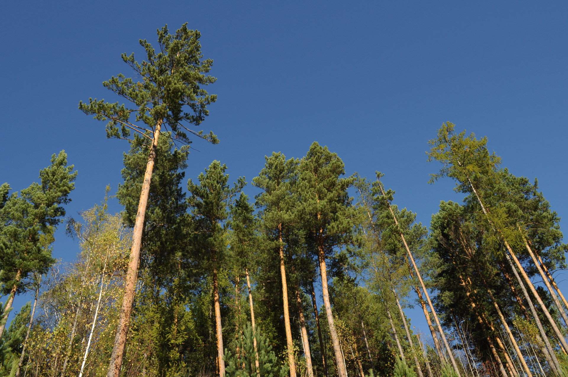 trees forest branches free photo