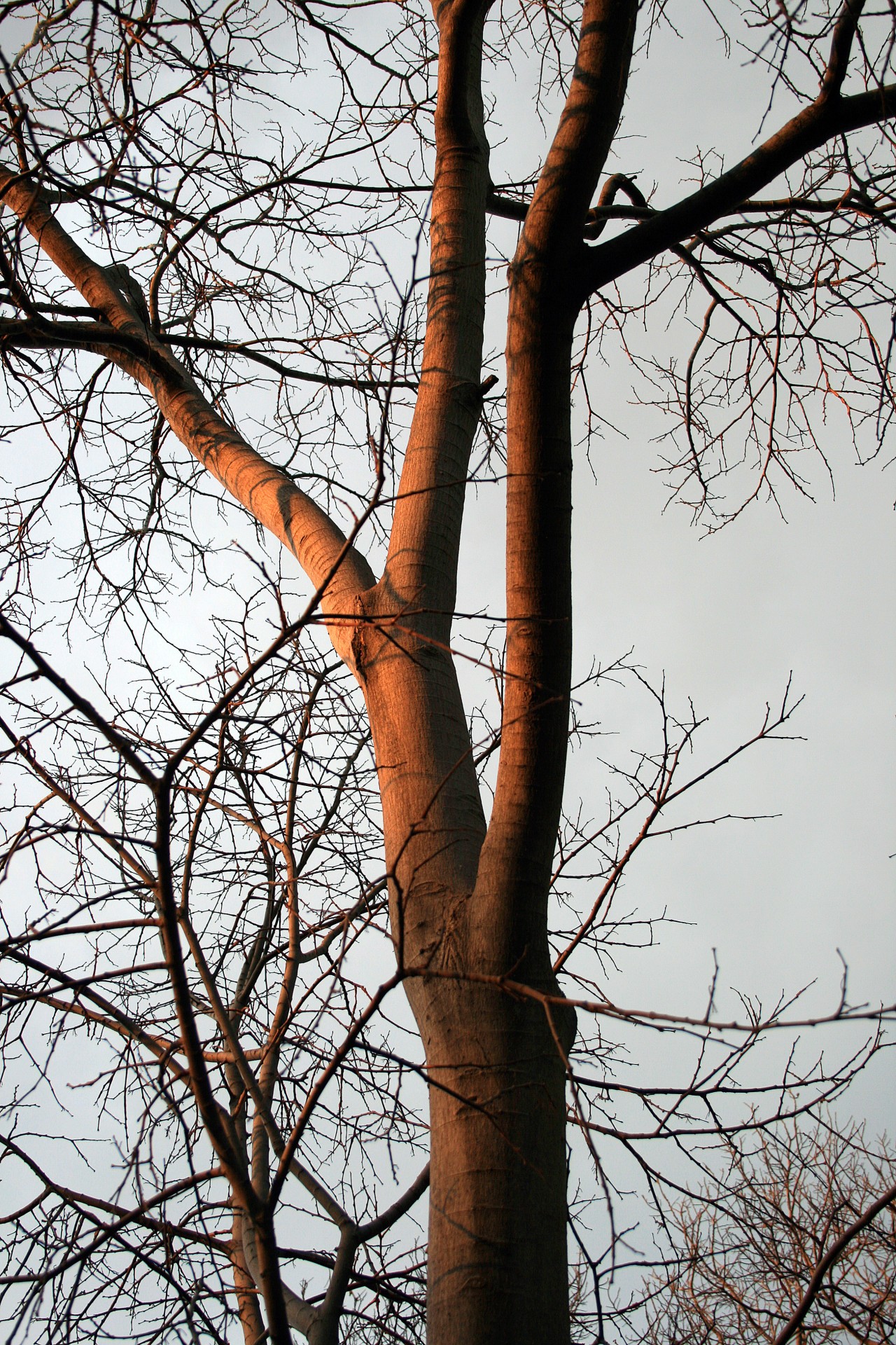 sky bleak tree free photo