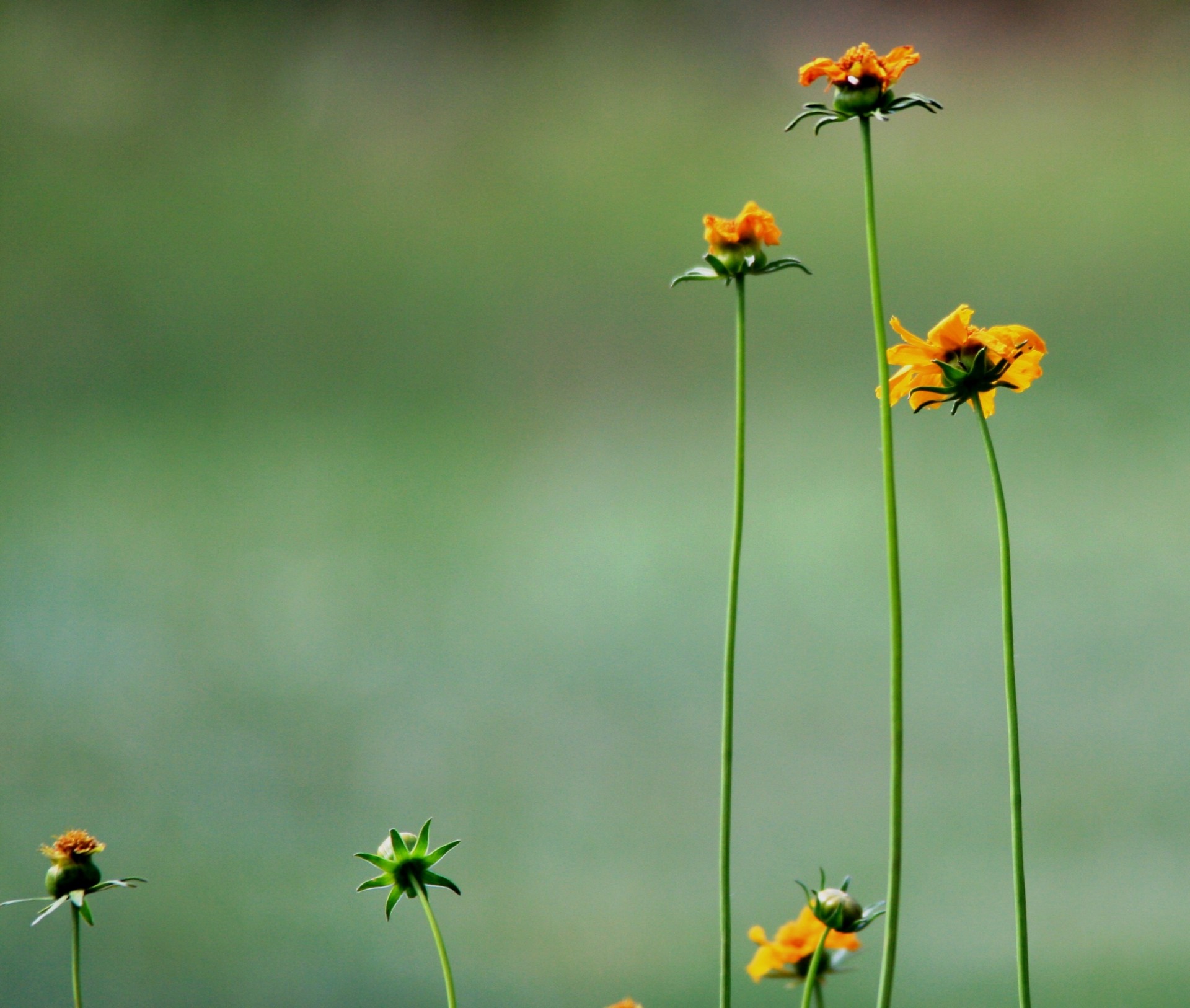 flowers daisies yellow free photo