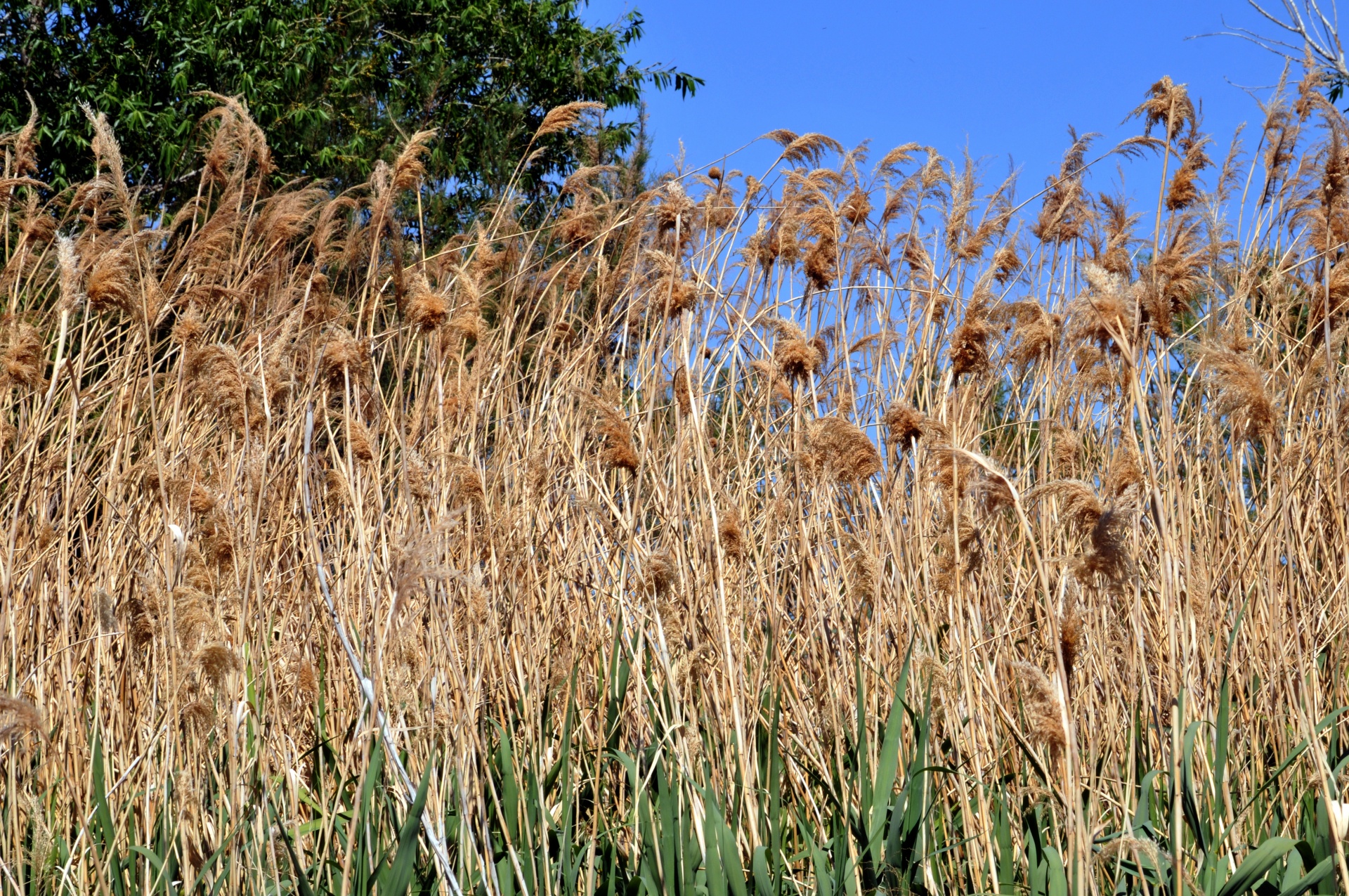 grass tall green free photo