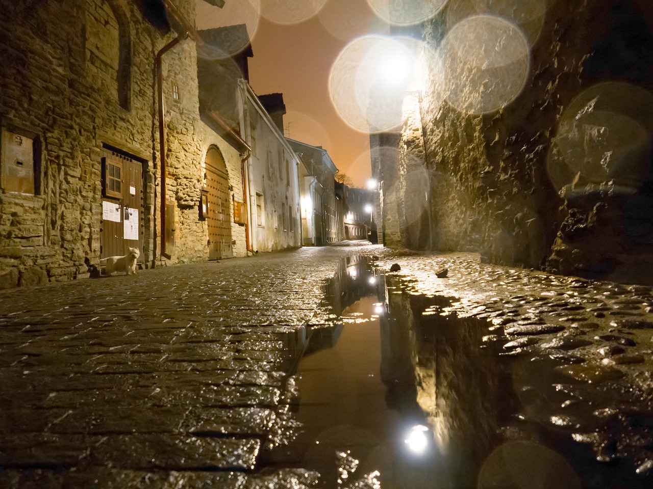 tallinn  night  rain free photo