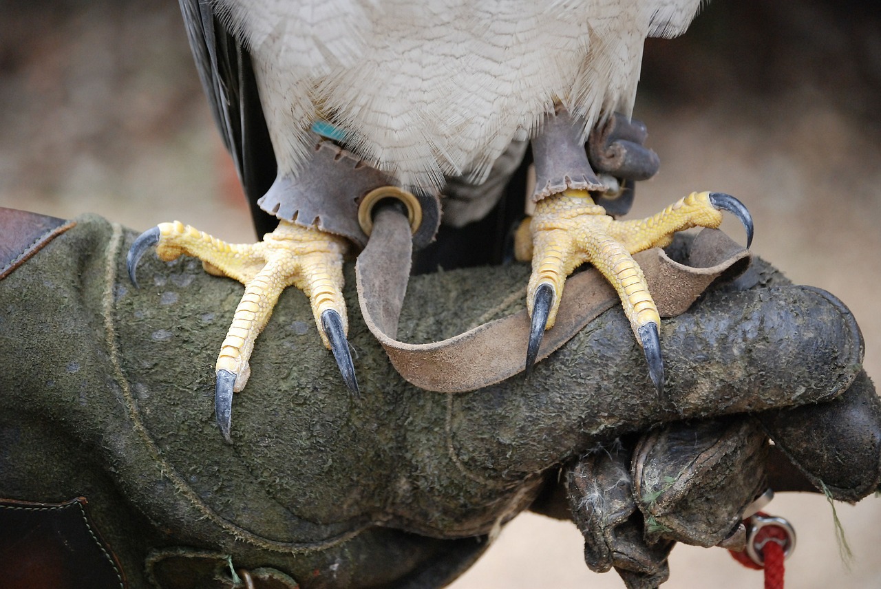 talons bird claws free photo
